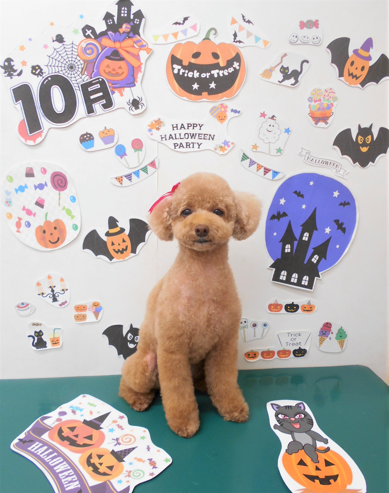 トリミングサロン シュシュどうぶつ病院からのお知らせ 2021-10-06