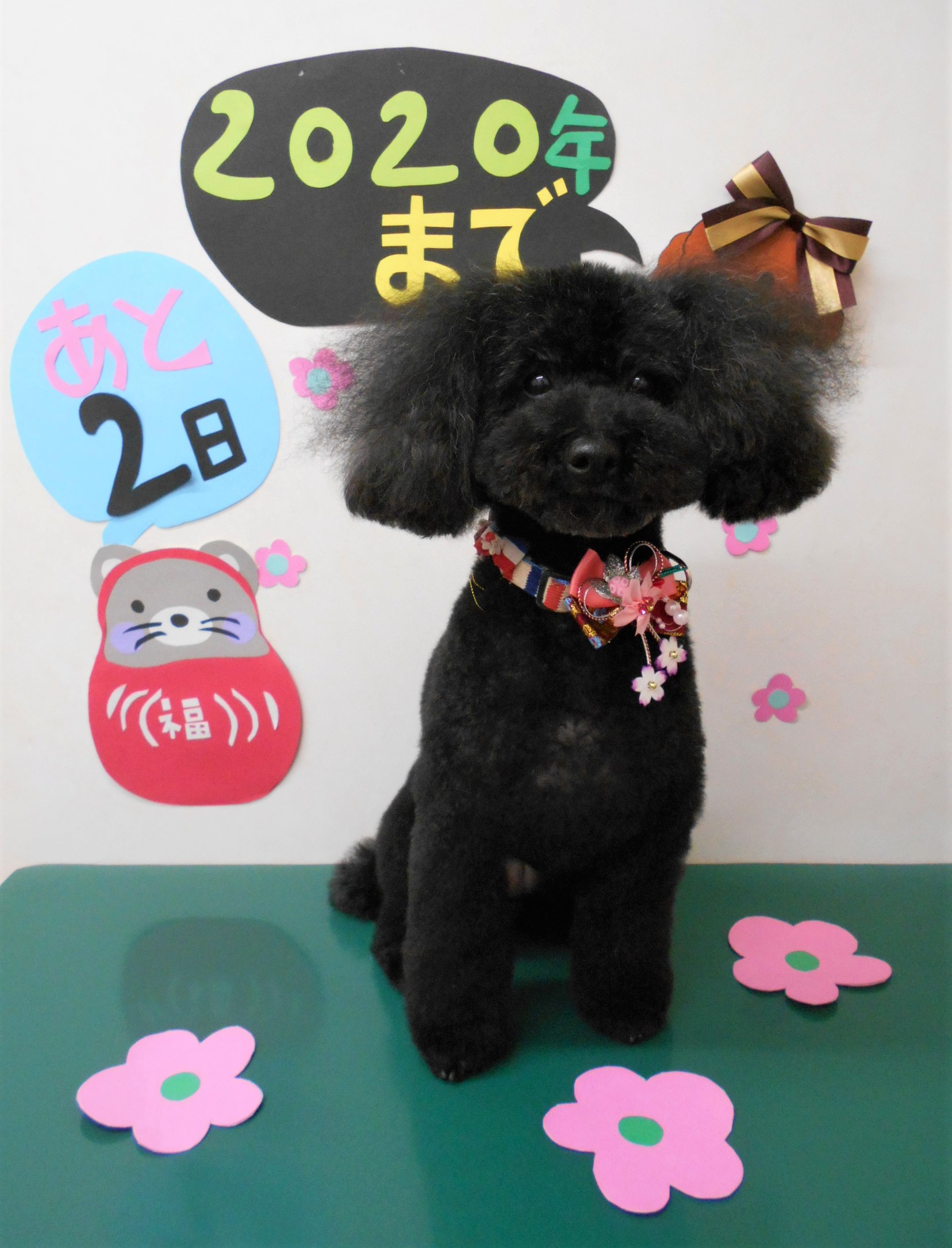 トリミングサロン シュシュどうぶつ病院からのお知らせ 2019-12-30