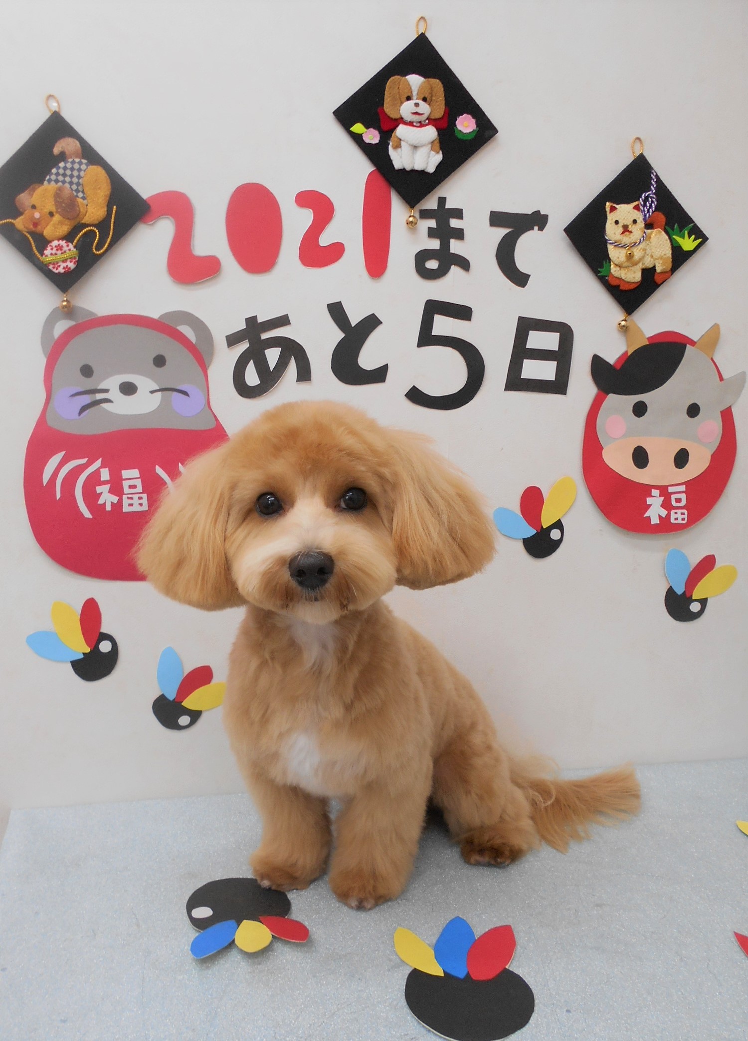 トリミングサロン シュシュどうぶつ病院からのお知らせ 2020-12-27
