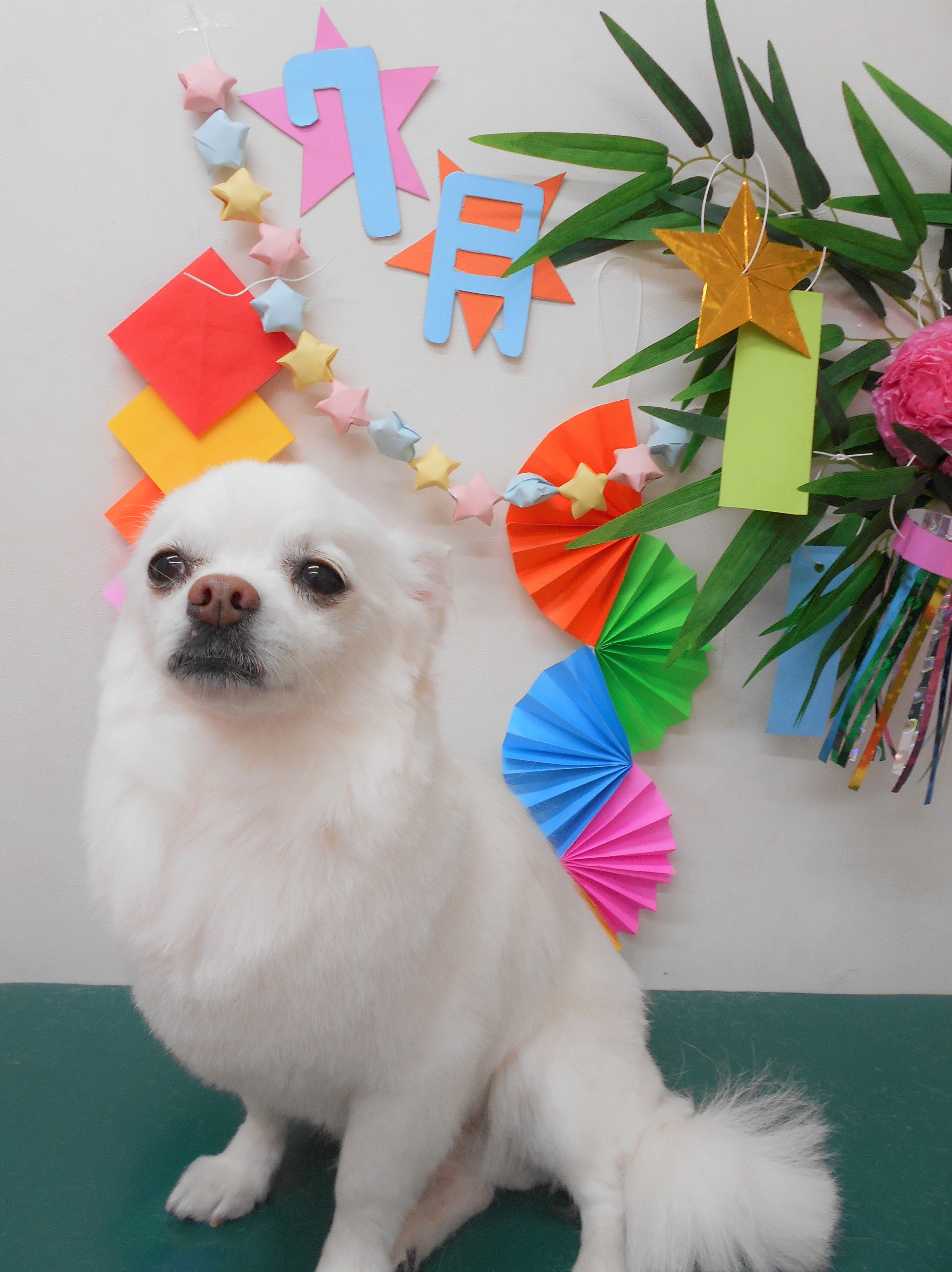 トリミングサロン シュシュどうぶつ病院からのお知らせ 2019-07-05