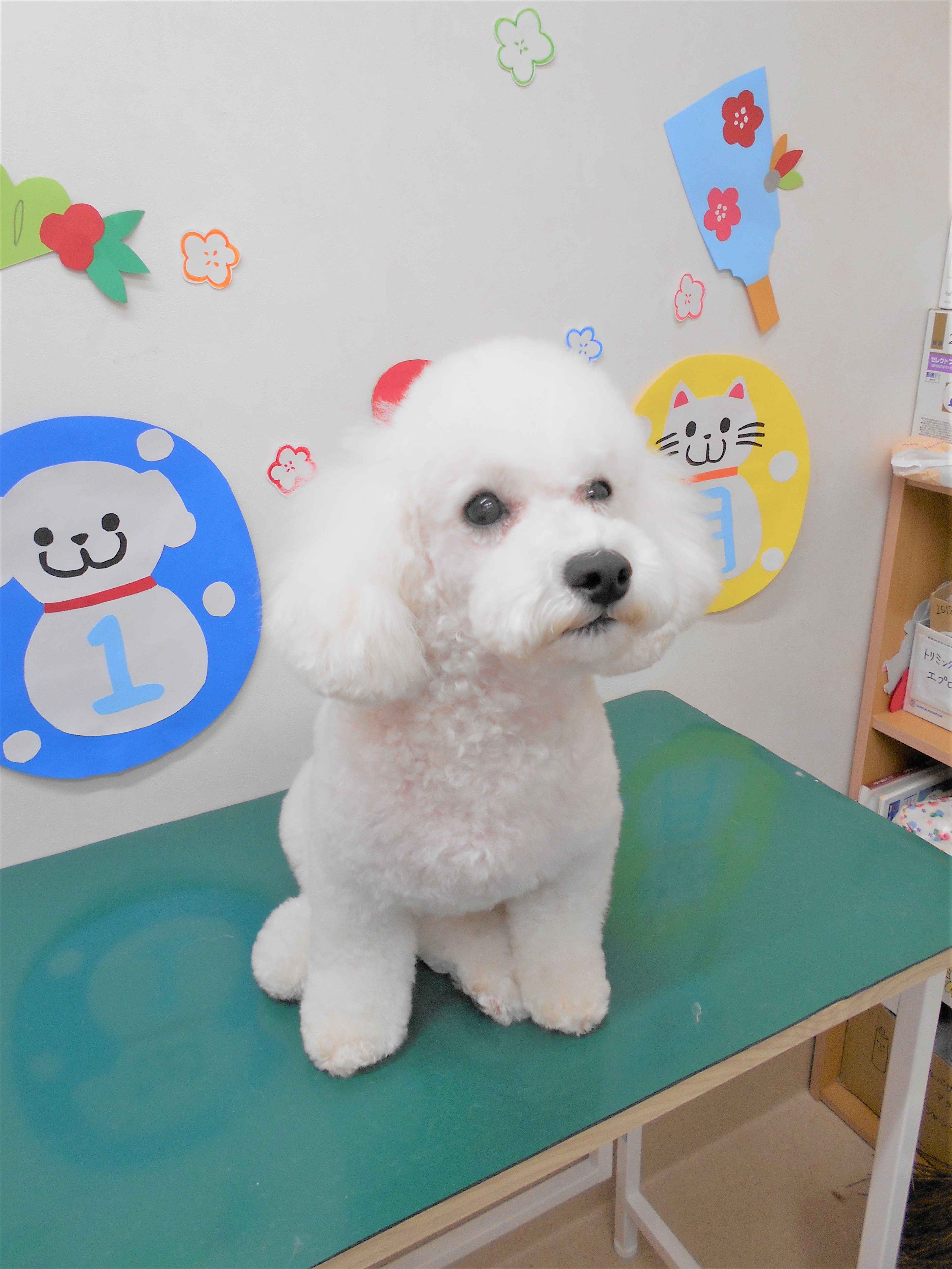トリミングサロン シュシュどうぶつ病院からのお知らせ 2019-01-27