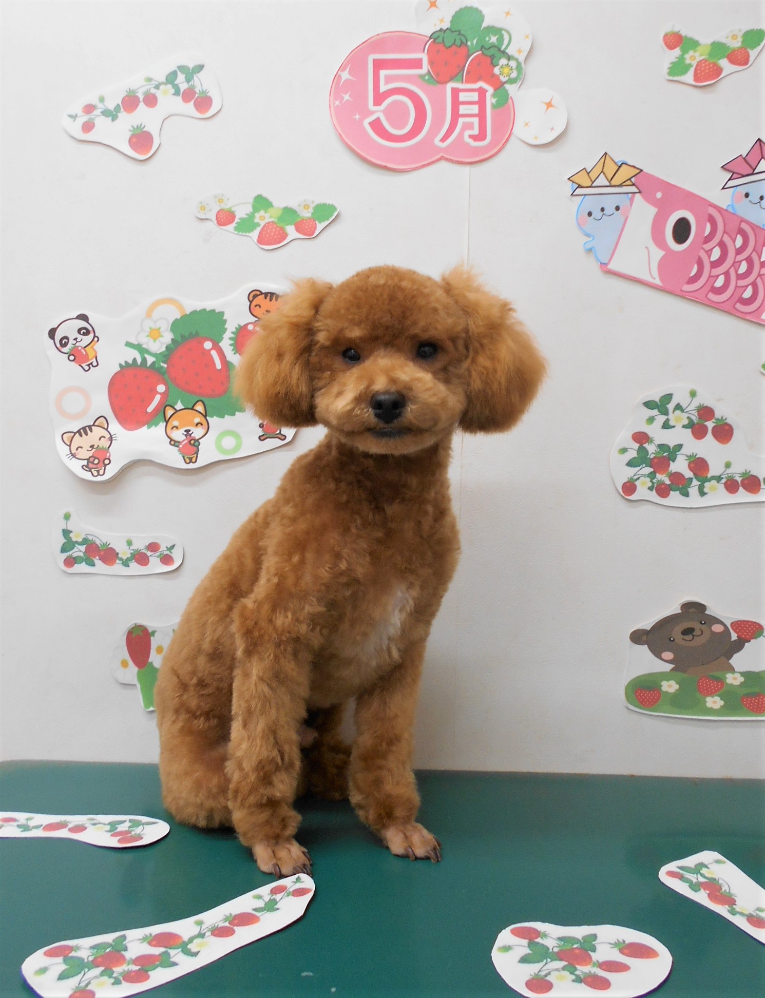 トリミングサロン シュシュどうぶつ病院からのお知らせ 2021-05-18
