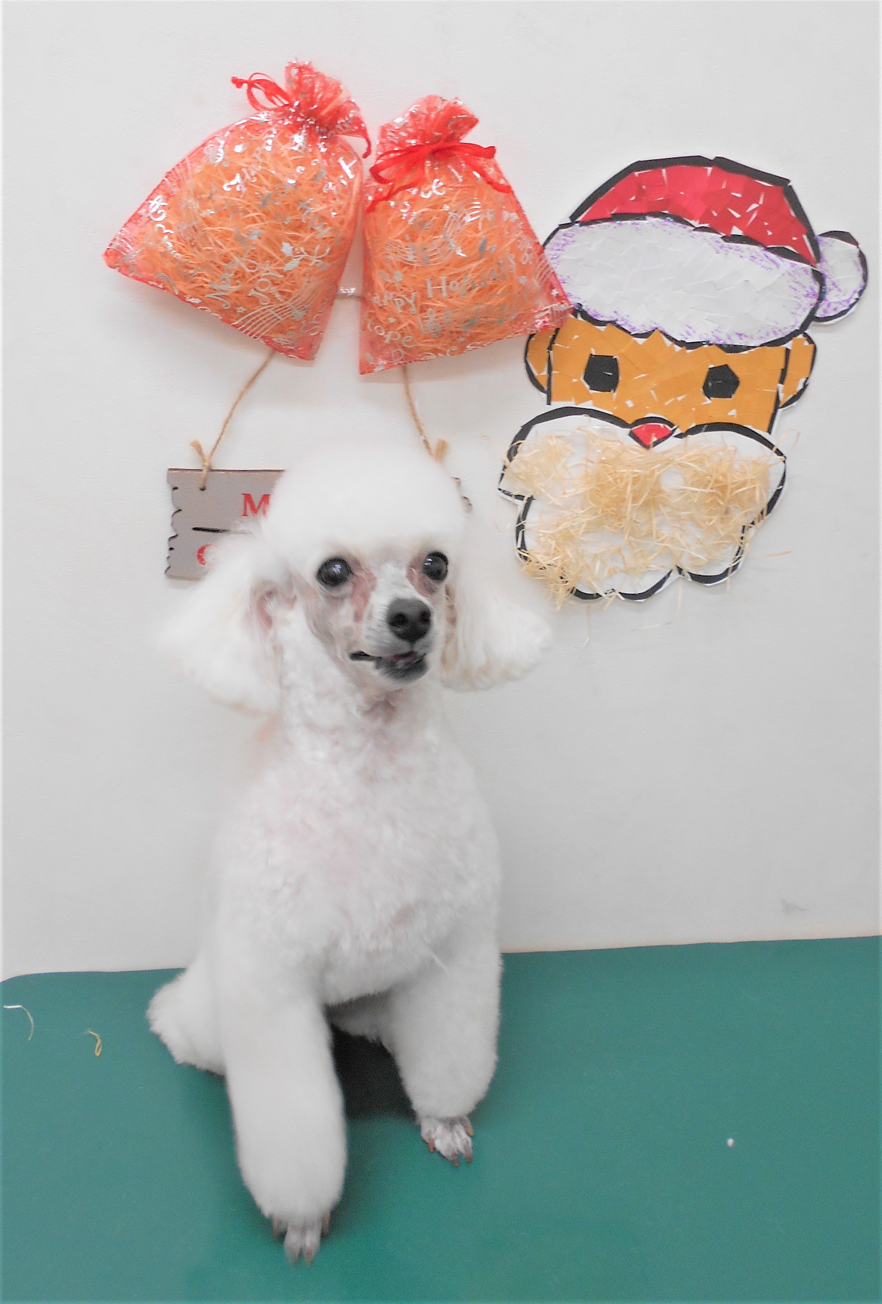 トリミングサロン シュシュどうぶつ病院からのお知らせ 2018-12-23