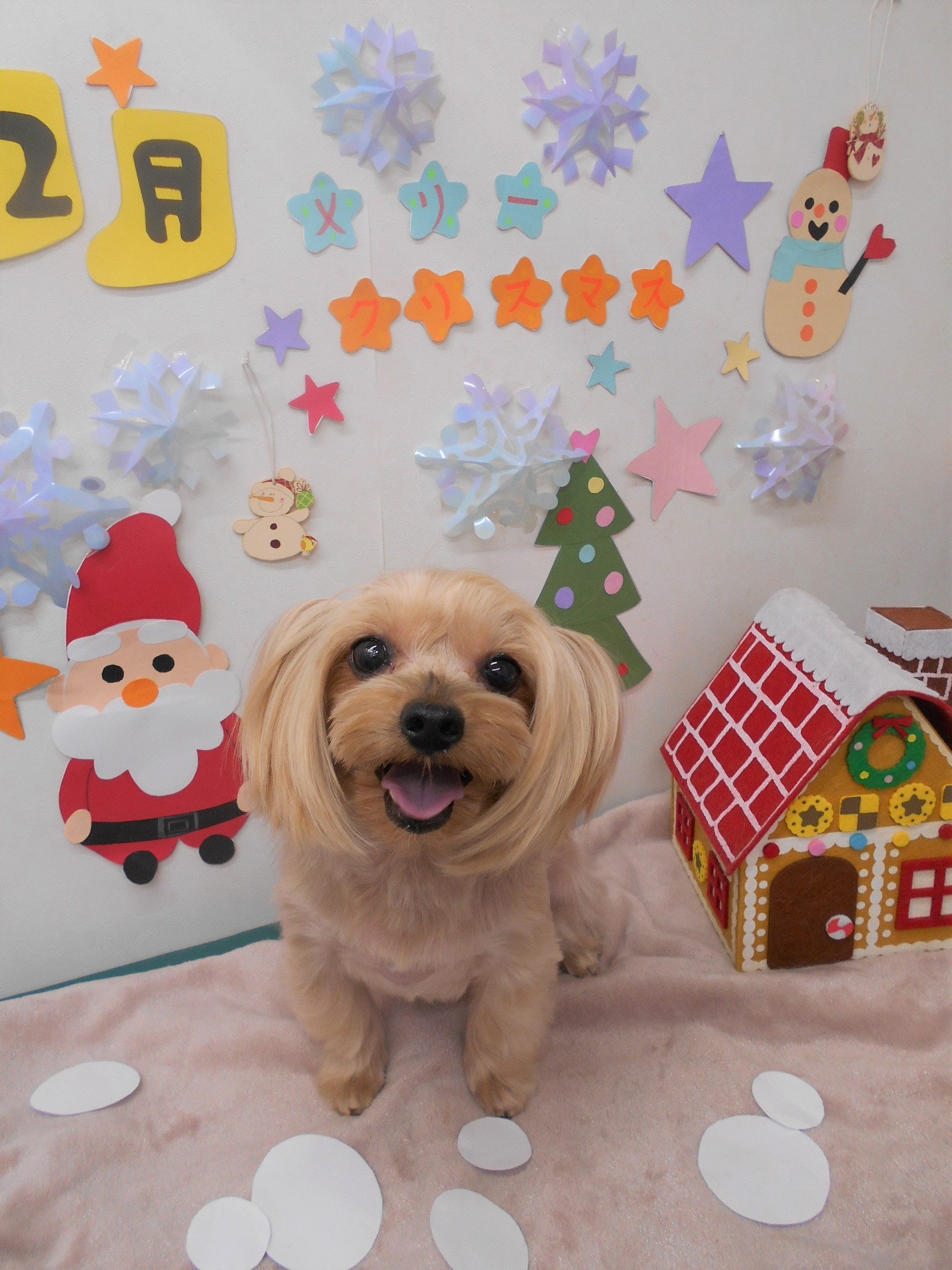 トリミングサロン シュシュどうぶつ病院からのお知らせ 2020-12-17