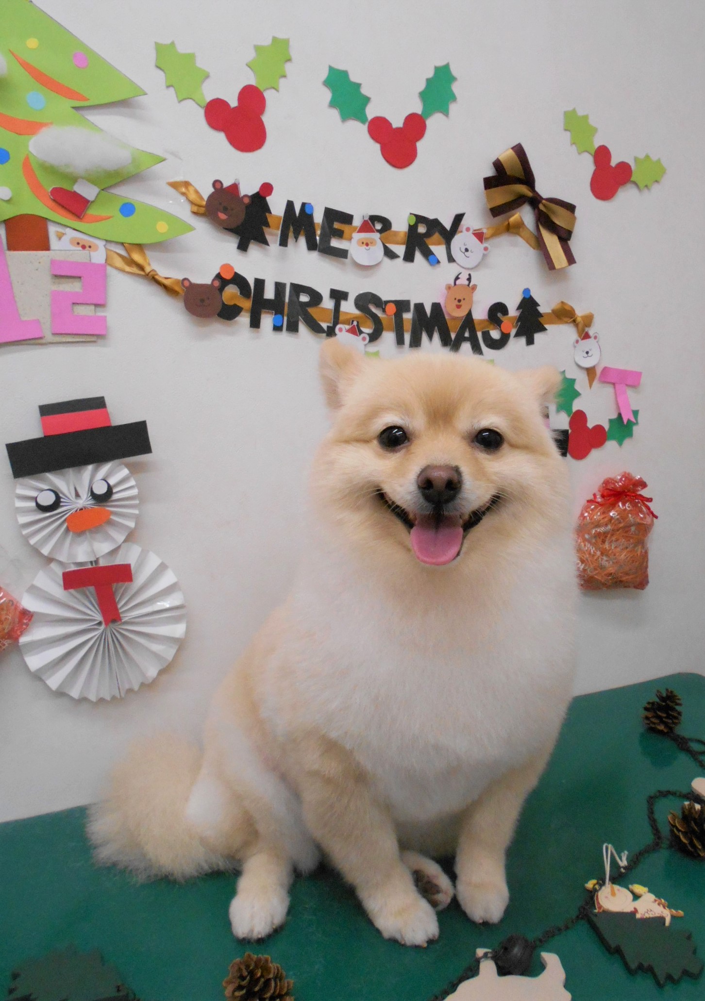 トリミングサロン シュシュどうぶつ病院からのお知らせ 2019-12-25