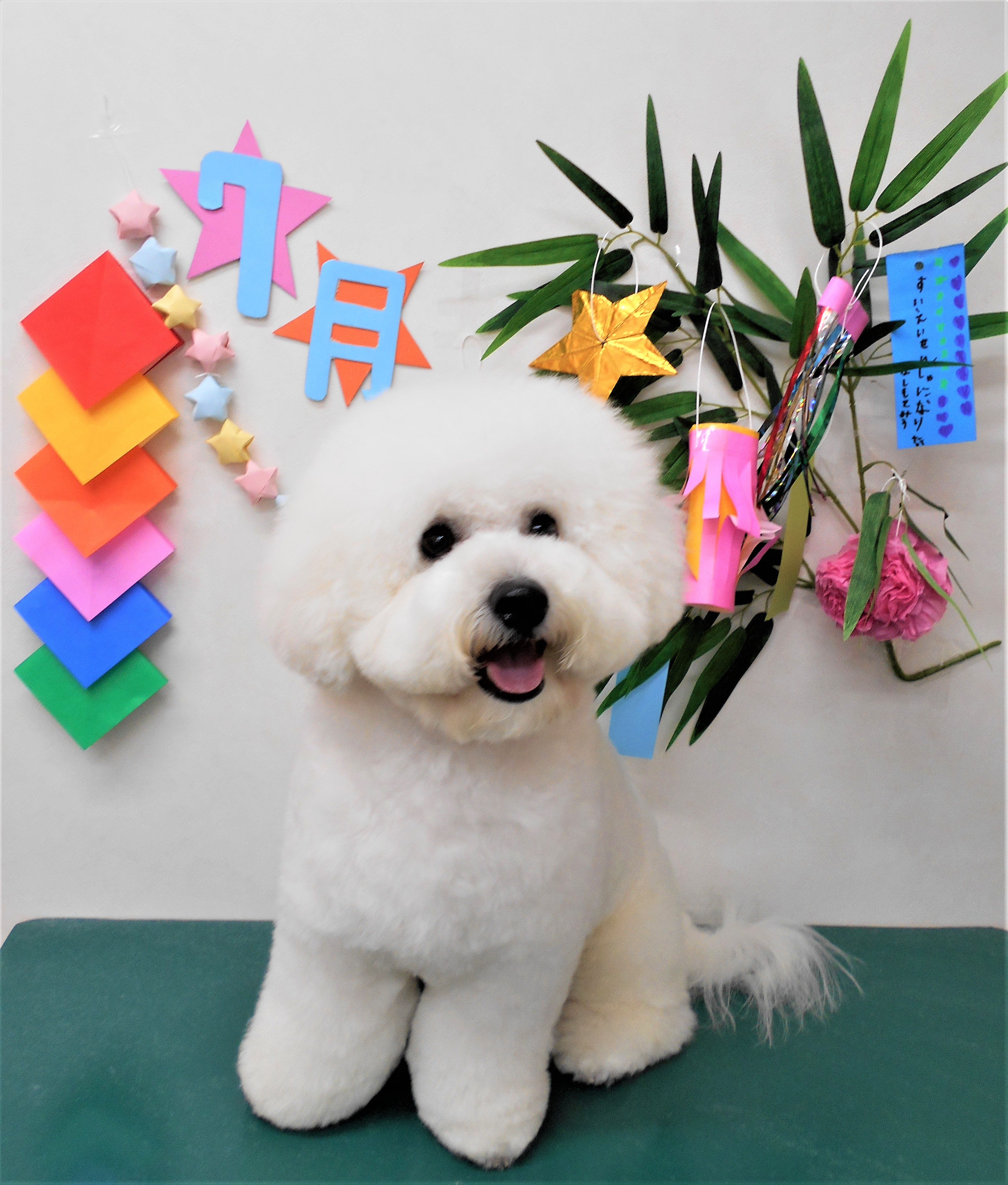 トリミングサロン シュシュどうぶつ病院からのお知らせ 2019-07-26