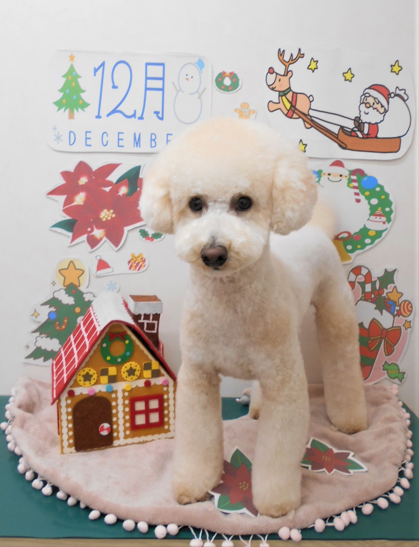 トリミングサロン シュシュどうぶつ病院からのお知らせ 2021-12-16