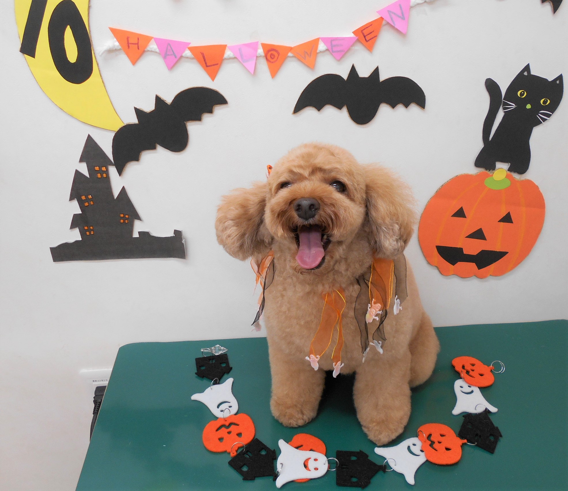 トリミングサロン シュシュどうぶつ病院からのお知らせ 2019-10-05