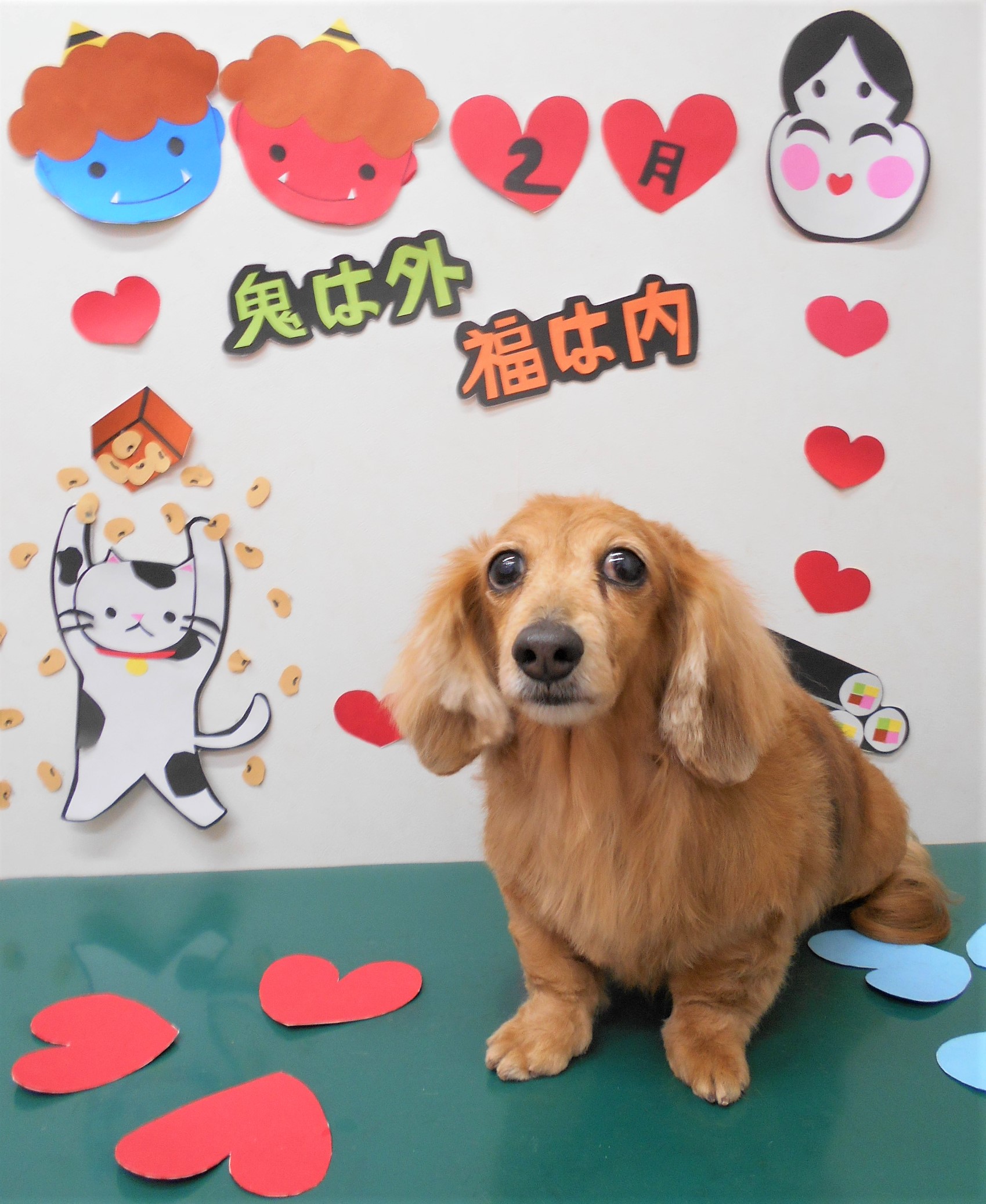 トリミングサロン シュシュどうぶつ病院からのお知らせ 2020-02-28