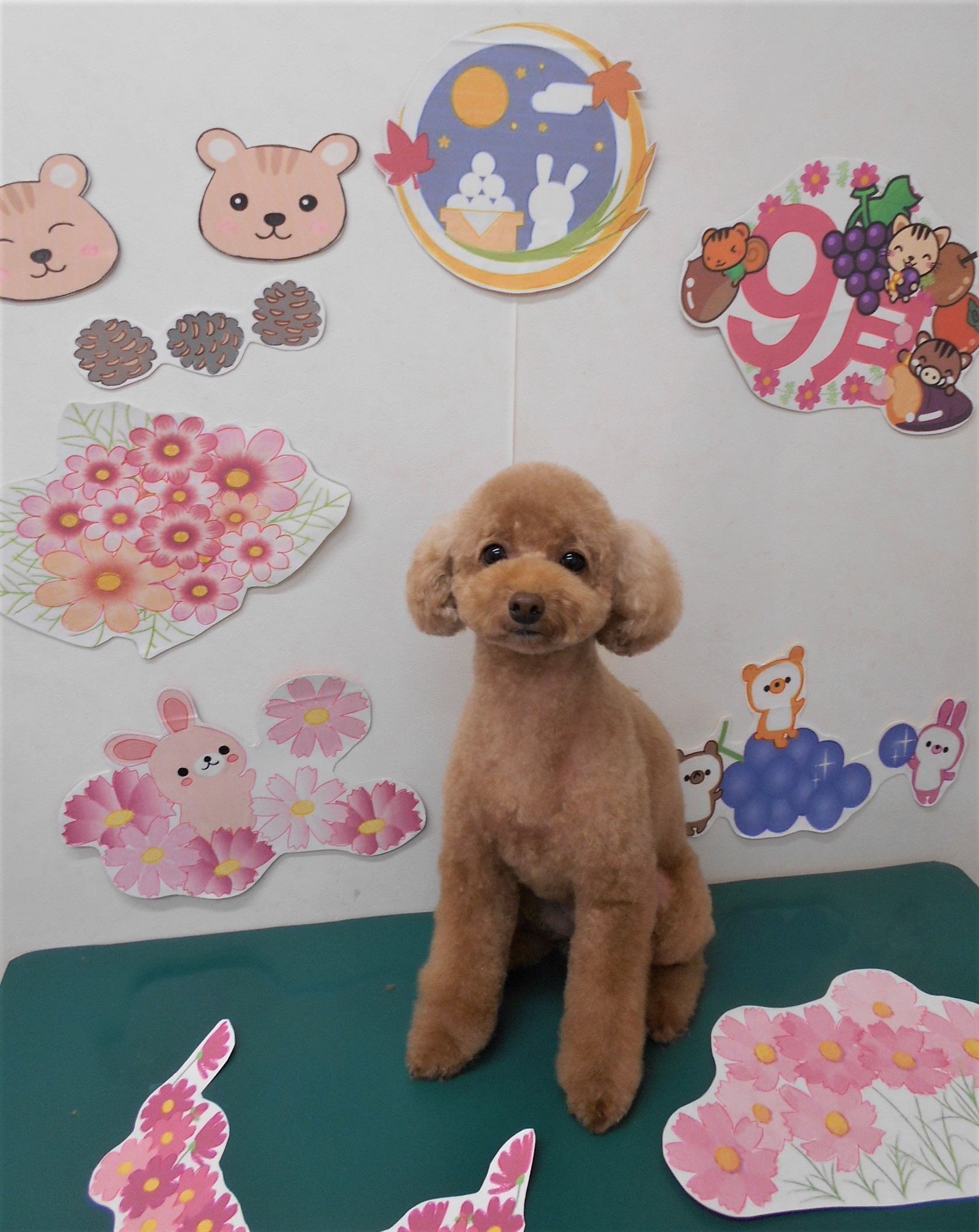 トリミングサロン シュシュどうぶつ病院からのお知らせ 2021-09-01