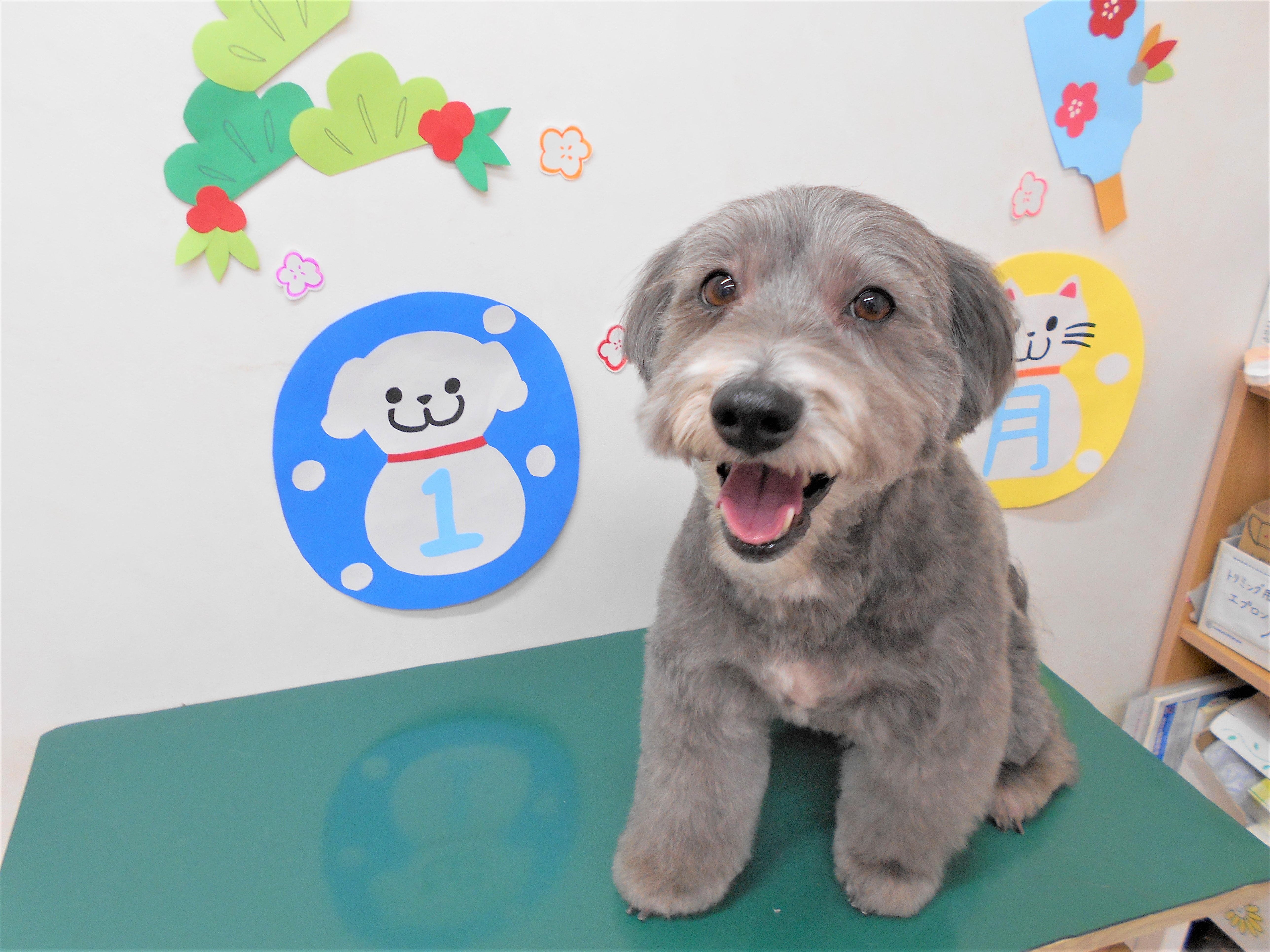 トリミングサロン シュシュどうぶつ病院からのお知らせ 2019-01-23