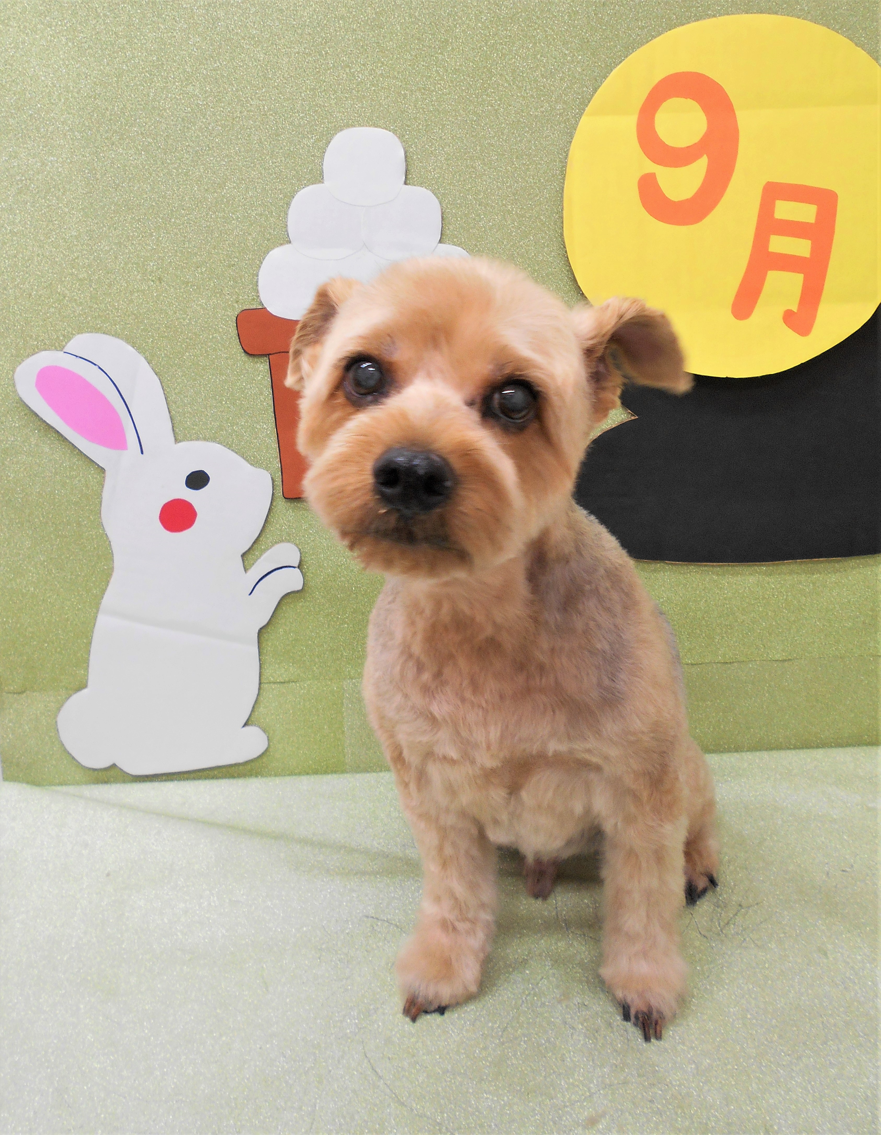 トリミングサロン シュシュどうぶつ病院からのお知らせ 2019-09-05