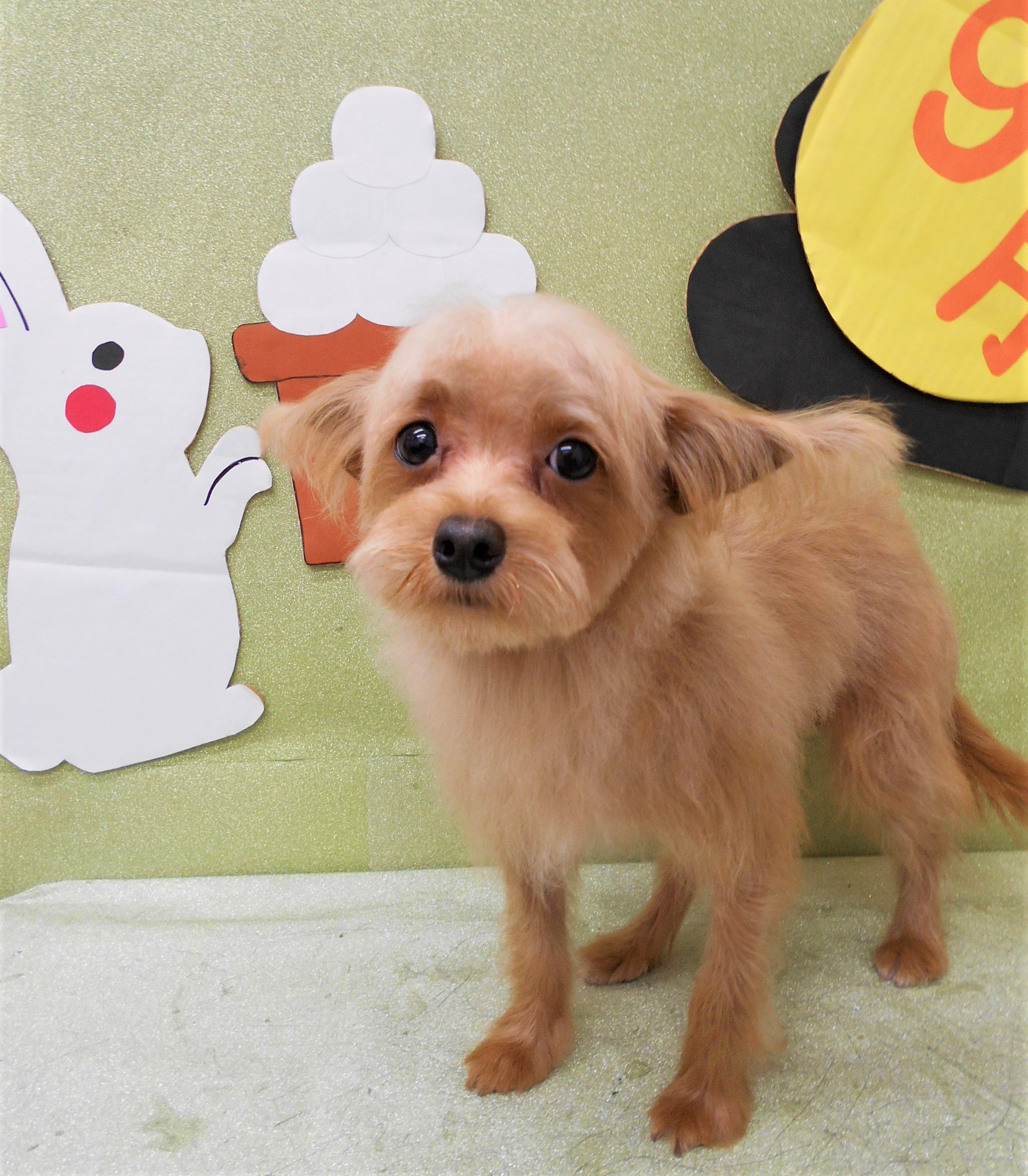 トリミングサロン シュシュどうぶつ病院からのお知らせ 2019-09-28