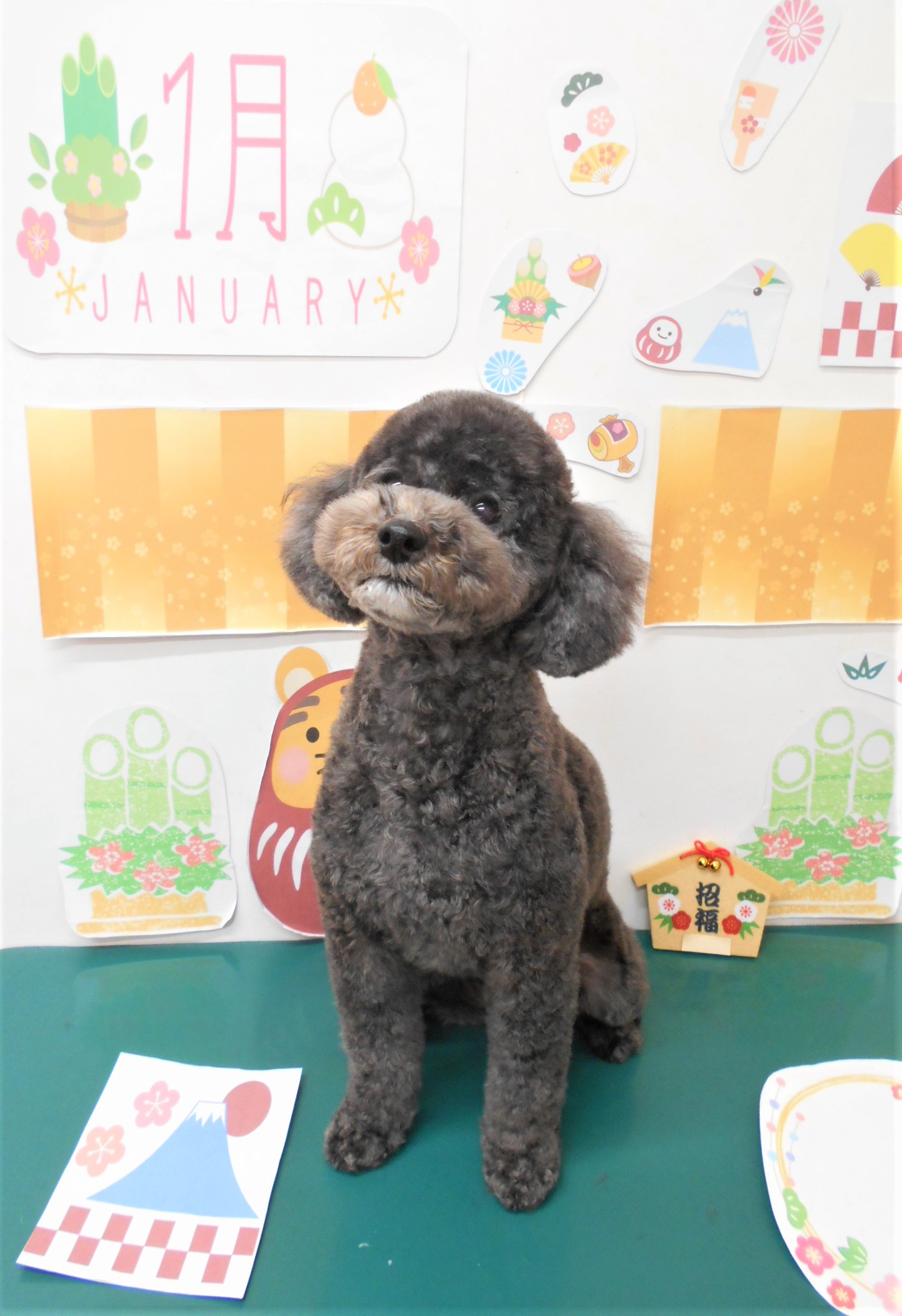 トリミングサロン シュシュどうぶつ病院からのお知らせ 2022-01-11