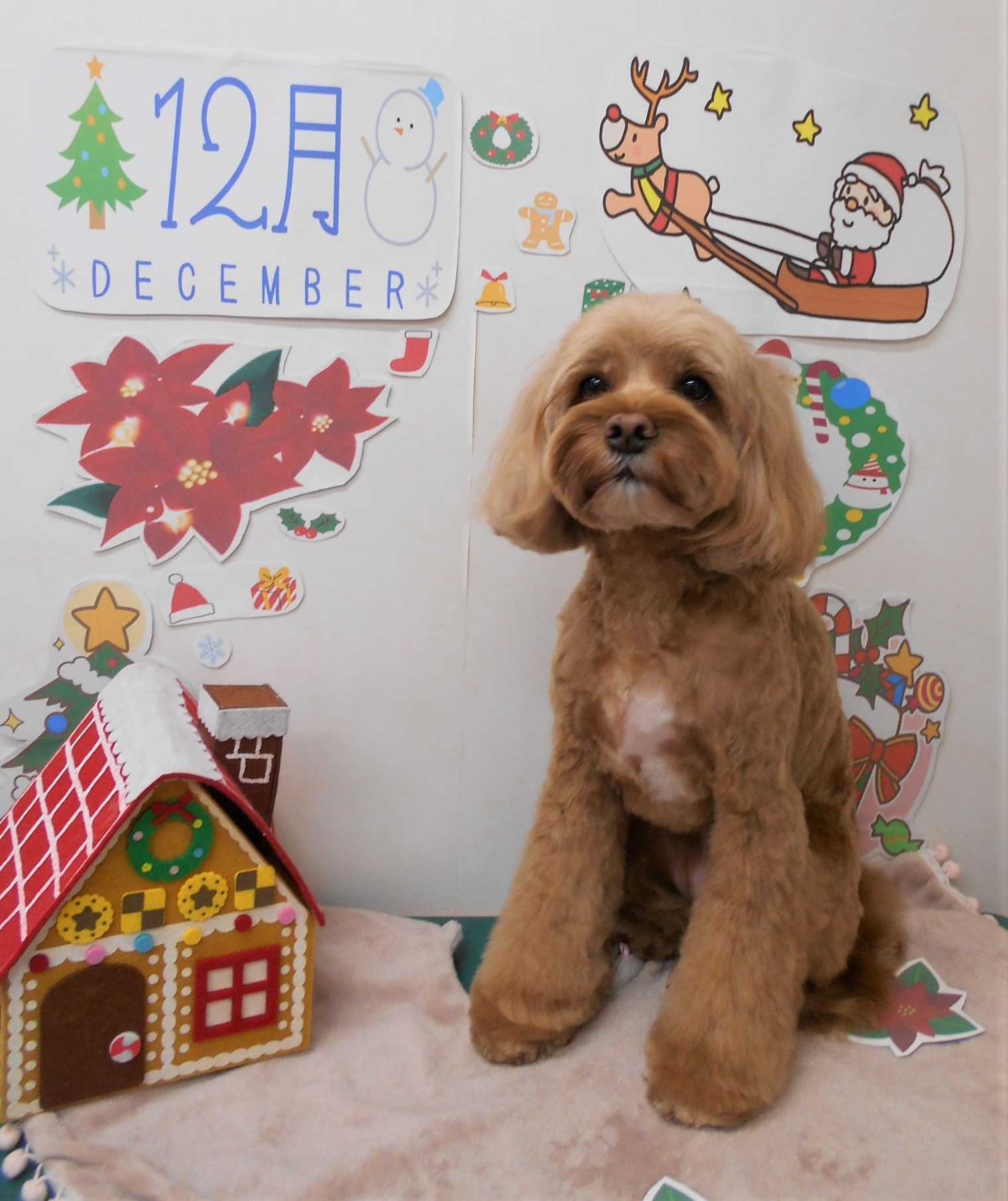 トリミングサロン シュシュどうぶつ病院からのお知らせ 2021-12-05