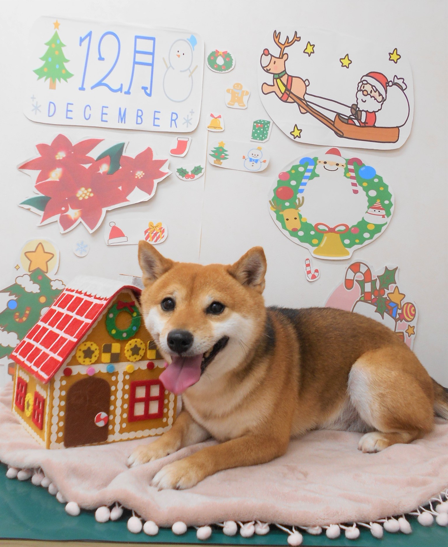 トリミングサロン シュシュどうぶつ病院からのお知らせ 2021-12-18