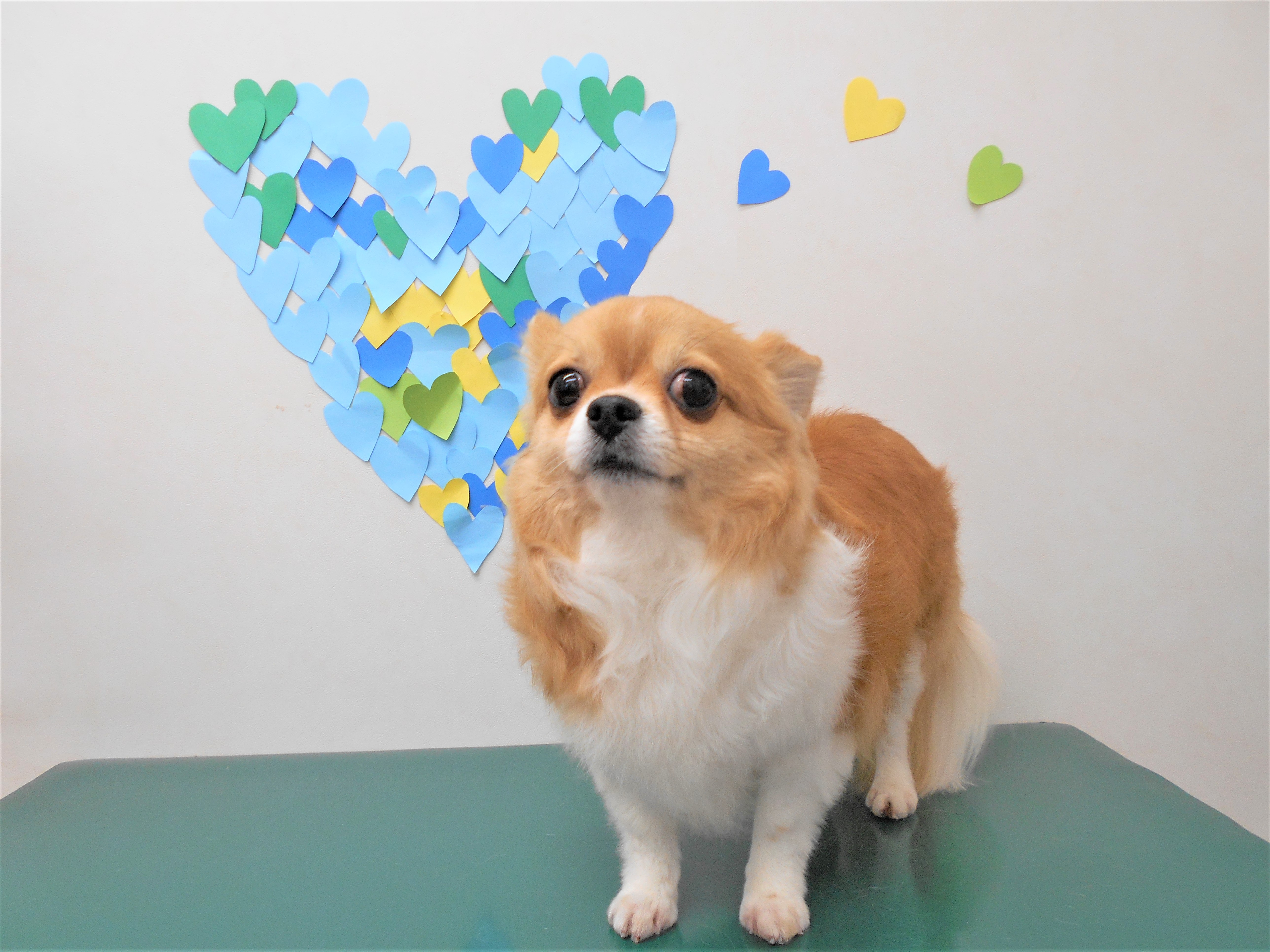 トリミングサロン シュシュどうぶつ病院からのお知らせ 2019-03-17