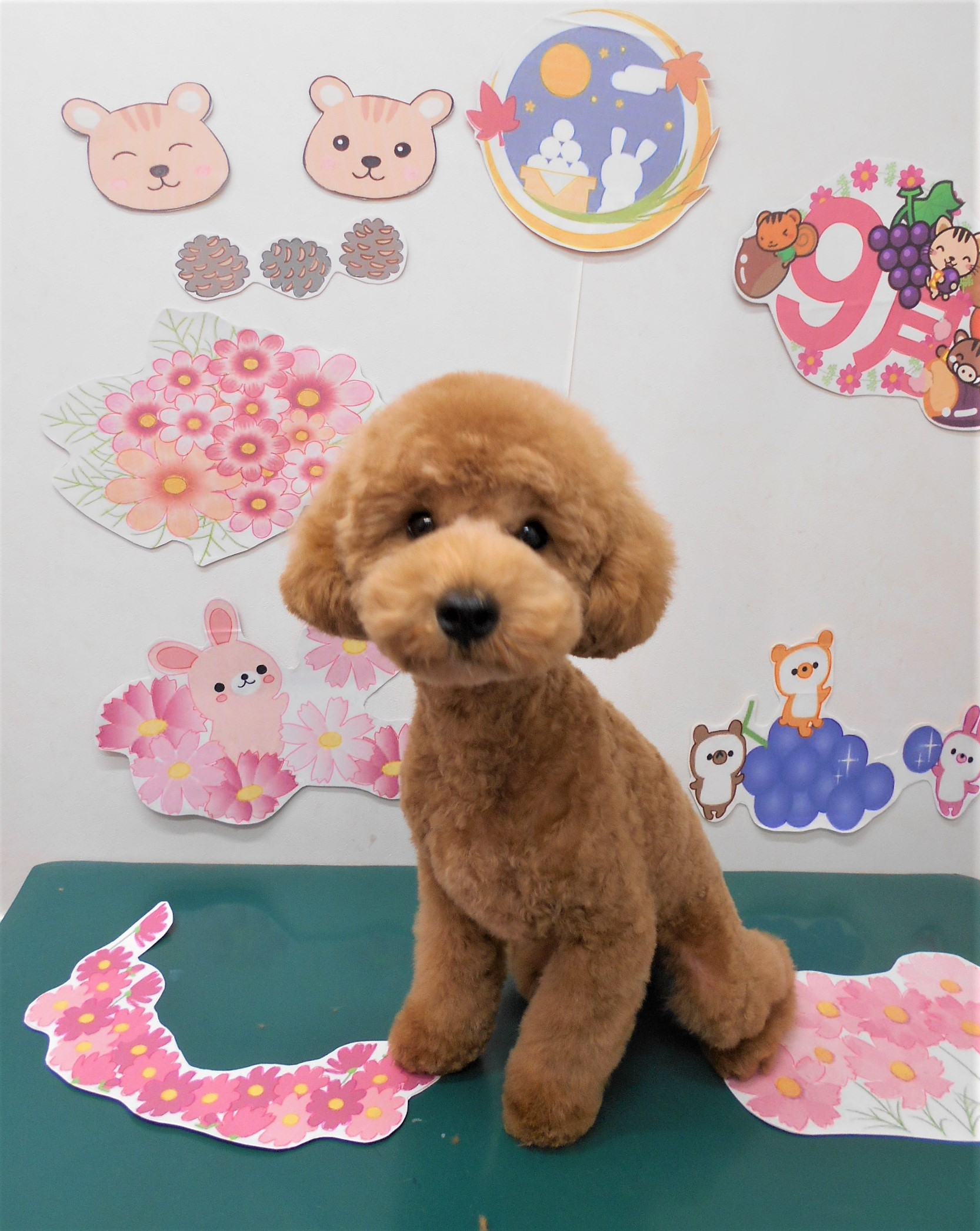 トリミングサロン シュシュどうぶつ病院からのお知らせ 2021-09-01