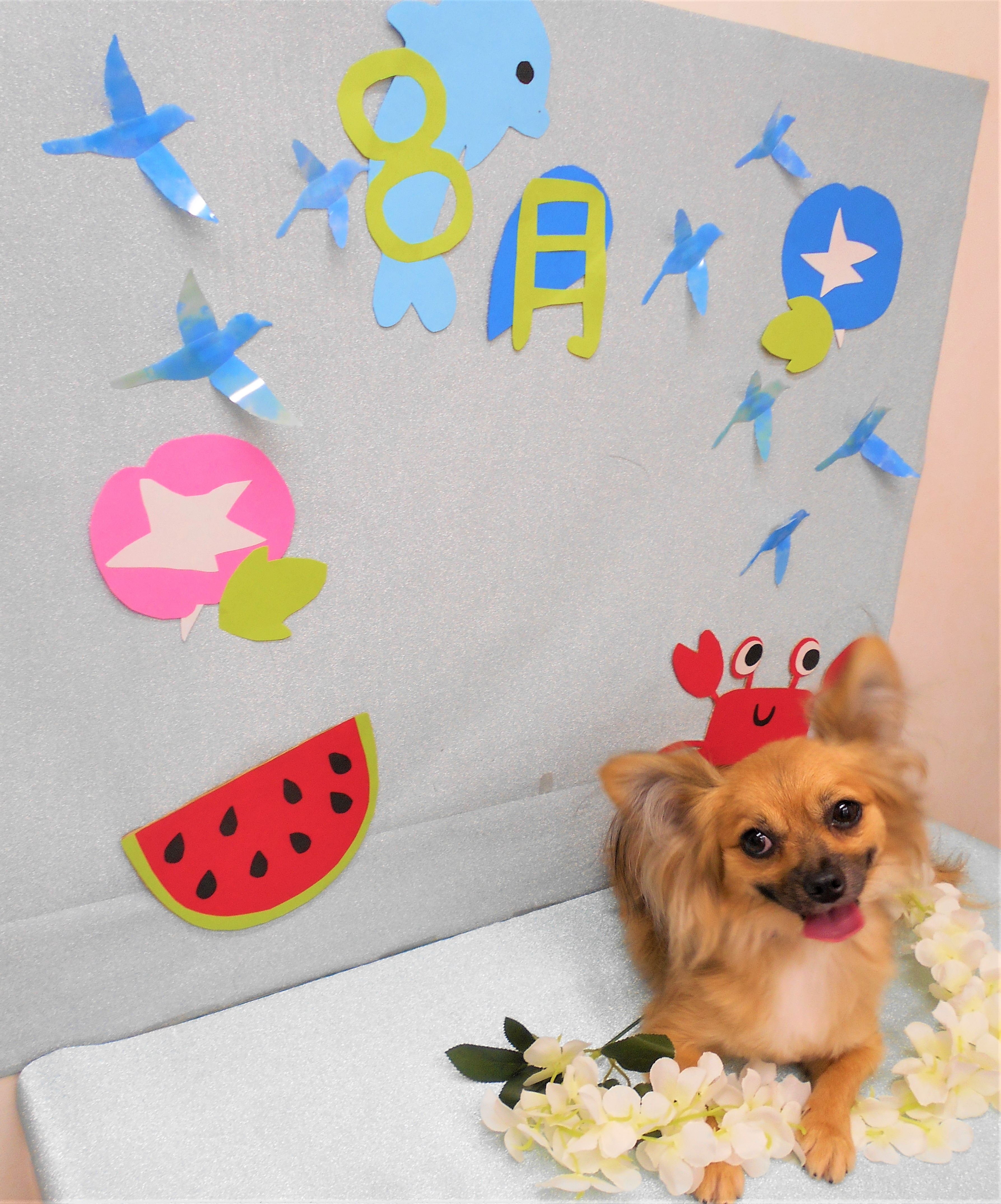 トリミングサロン シュシュどうぶつ病院からのお知らせ 2019-08-03