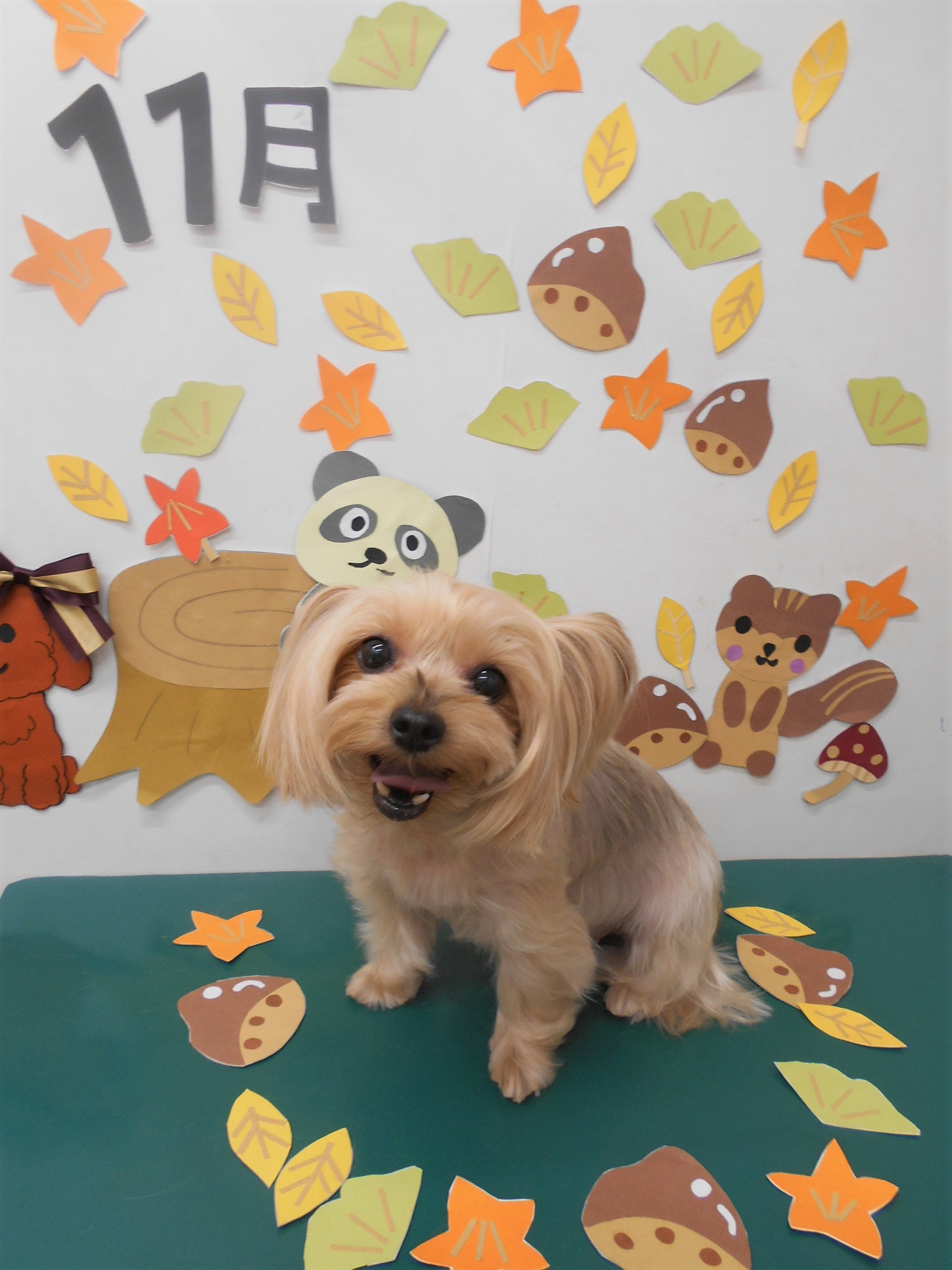 トリミングサロン シュシュどうぶつ病院からのお知らせ 2020-11-24