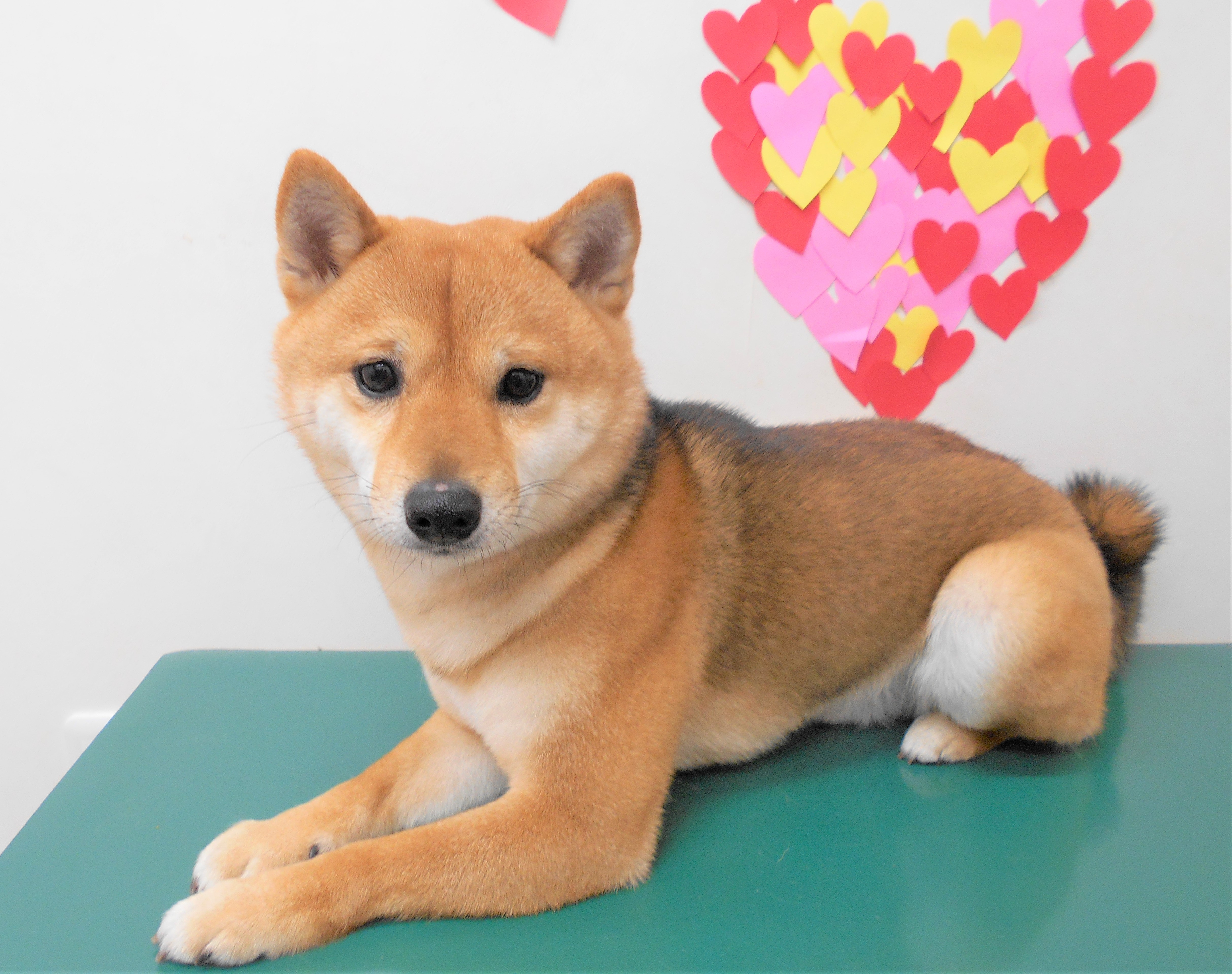 トリミングサロン シュシュどうぶつ病院からのお知らせ 2019-02-23