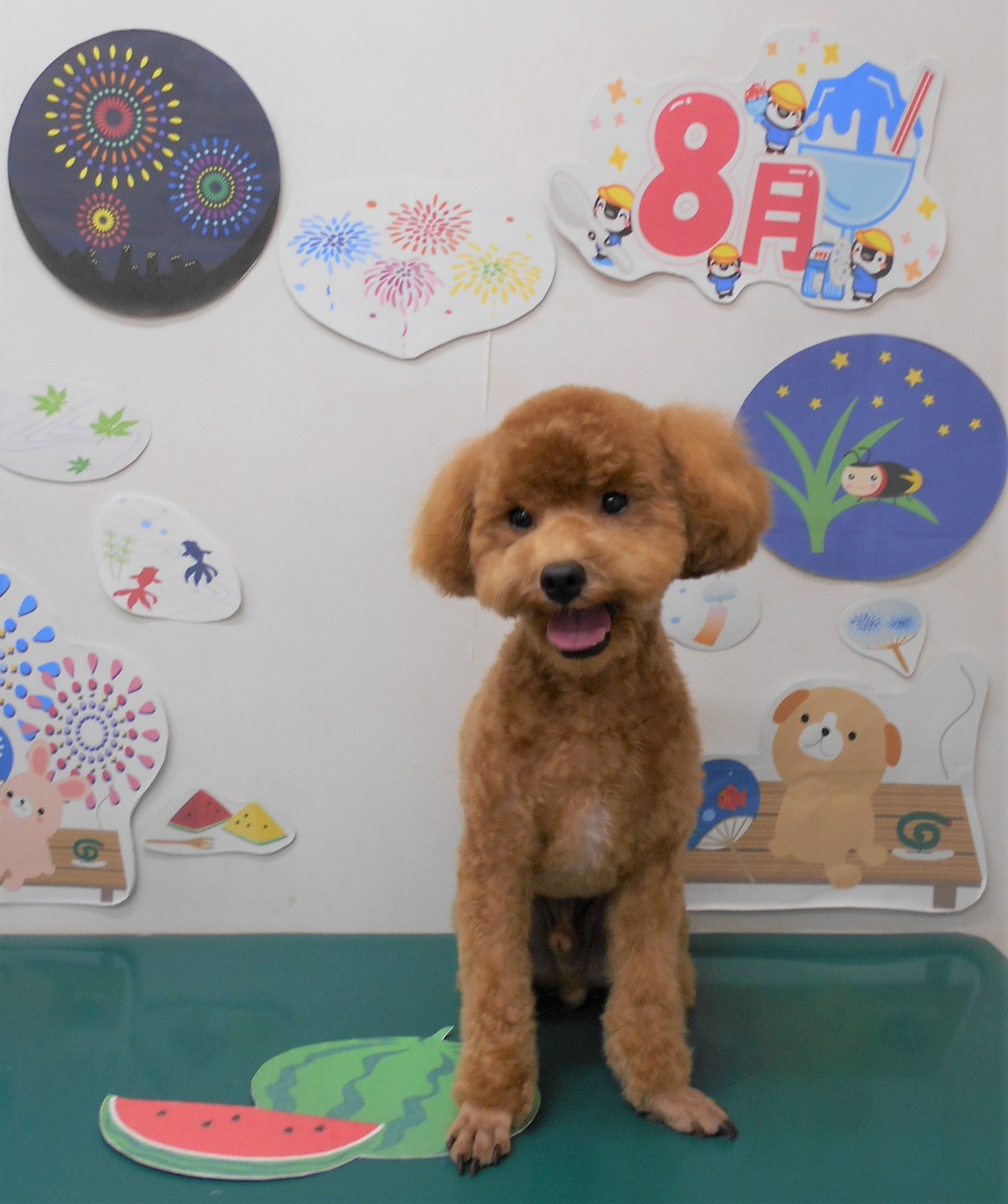 トリミングサロン シュシュどうぶつ病院からのお知らせ 2021-08-17