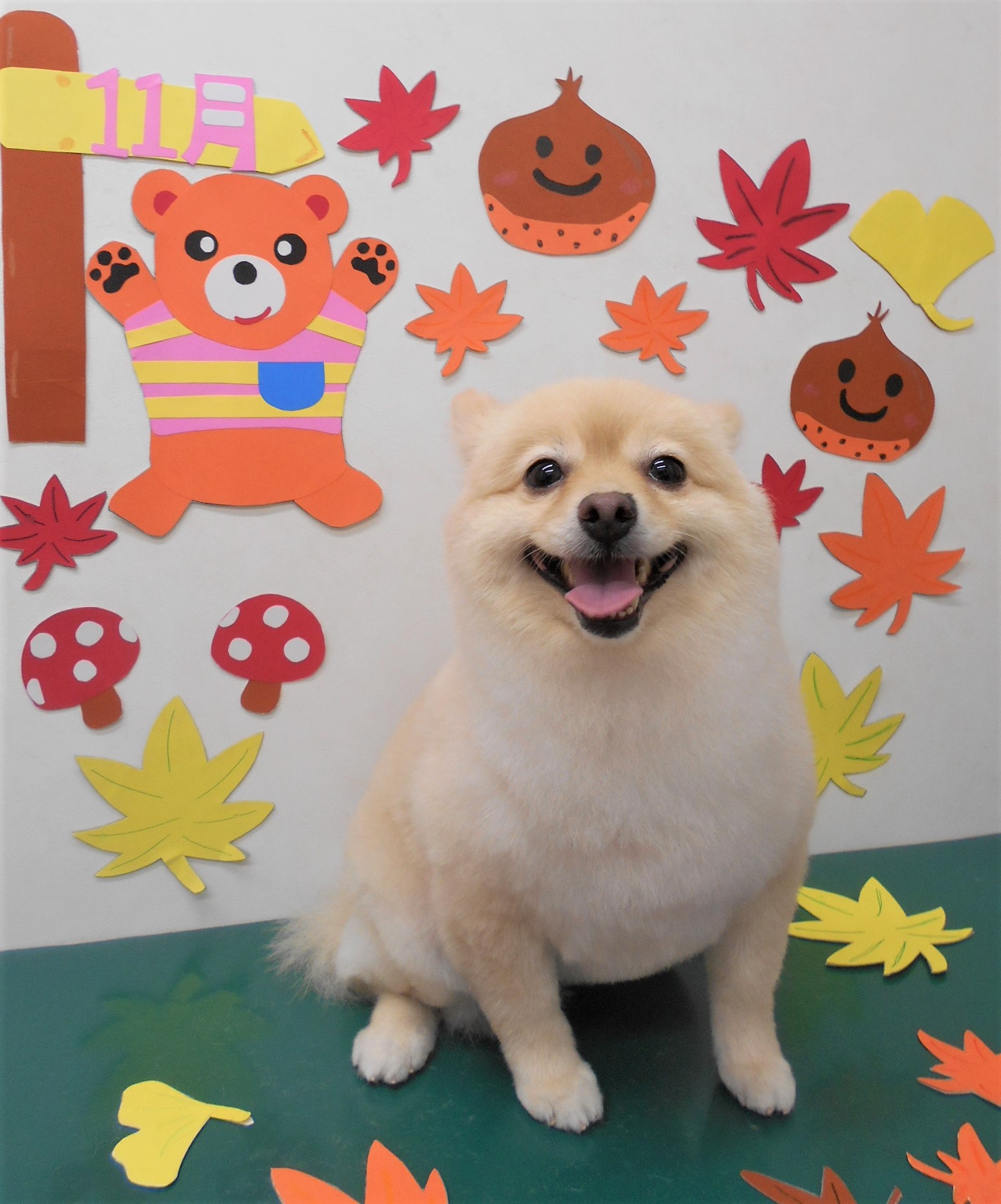 トリミングサロン シュシュどうぶつ病院からのお知らせ 2019-11-27