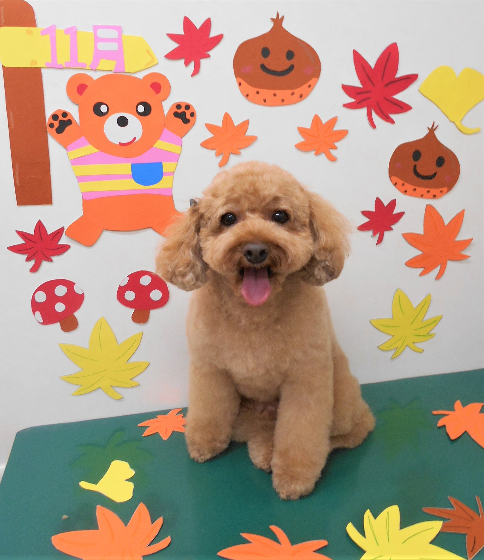 トリミングサロン シュシュどうぶつ病院からのお知らせ 2019-11-03