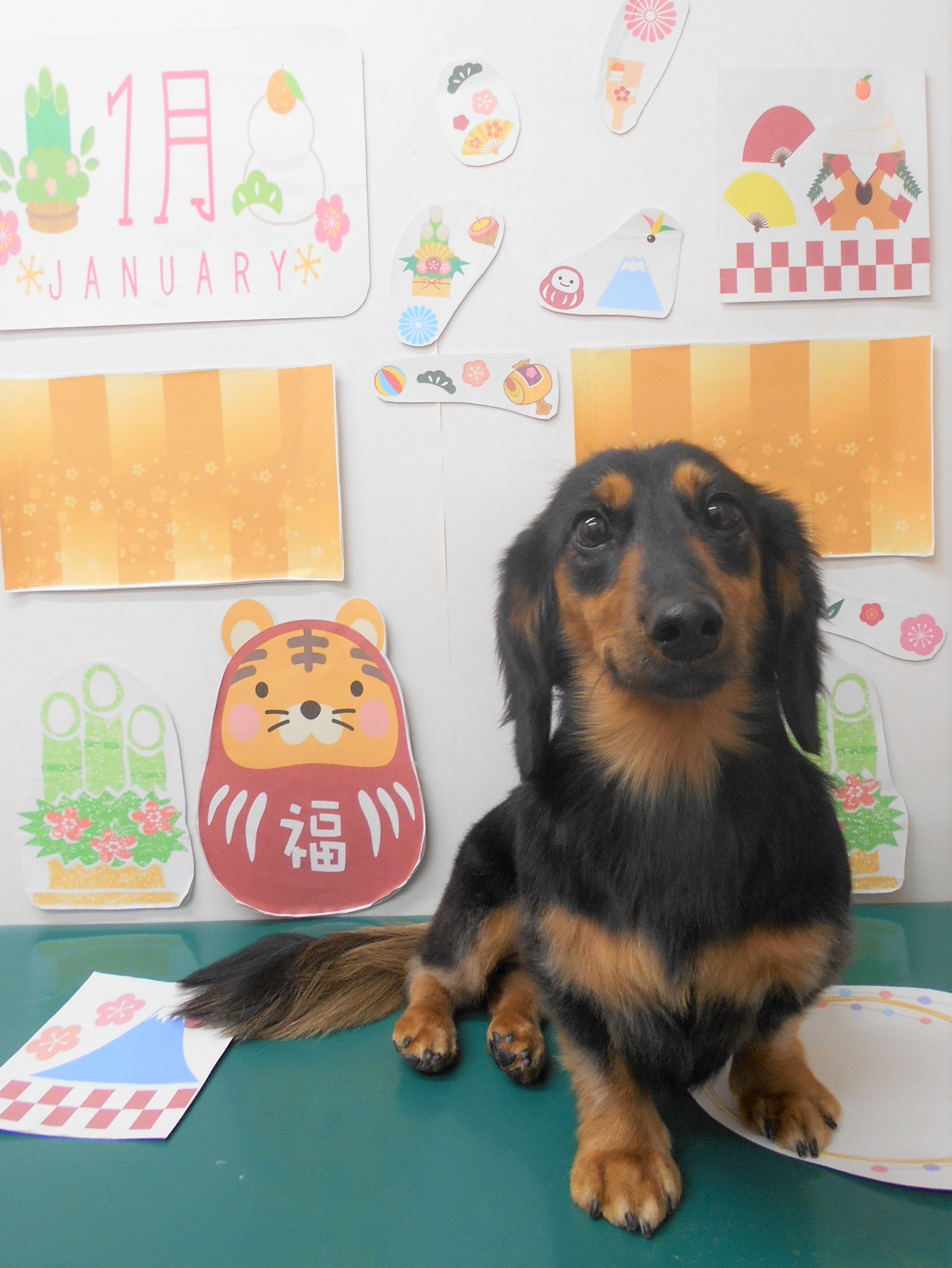 トリミングサロン シュシュどうぶつ病院からのお知らせ 2022-01-16