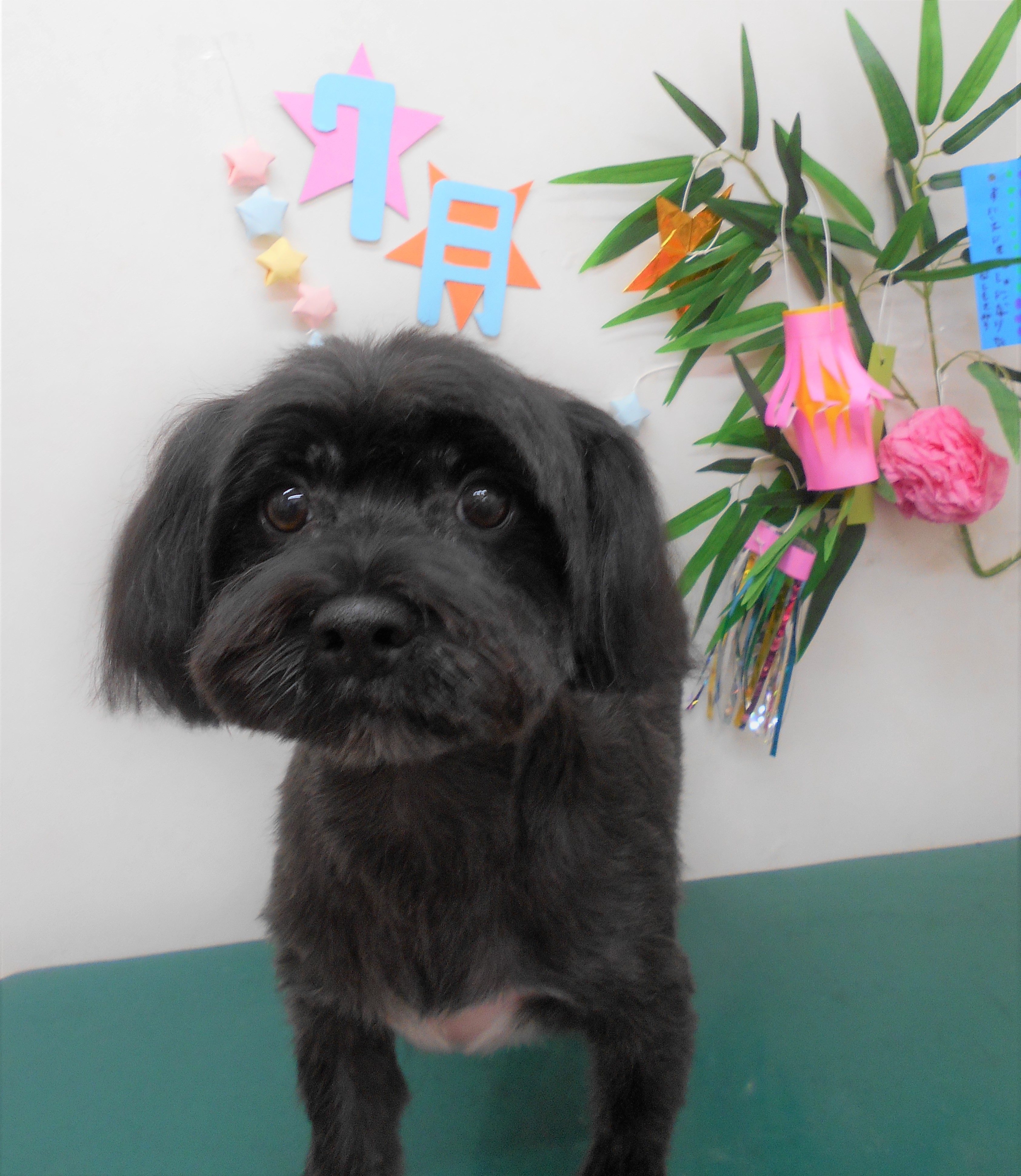 トリミングサロン シュシュどうぶつ病院からのお知らせ 2019-07-27