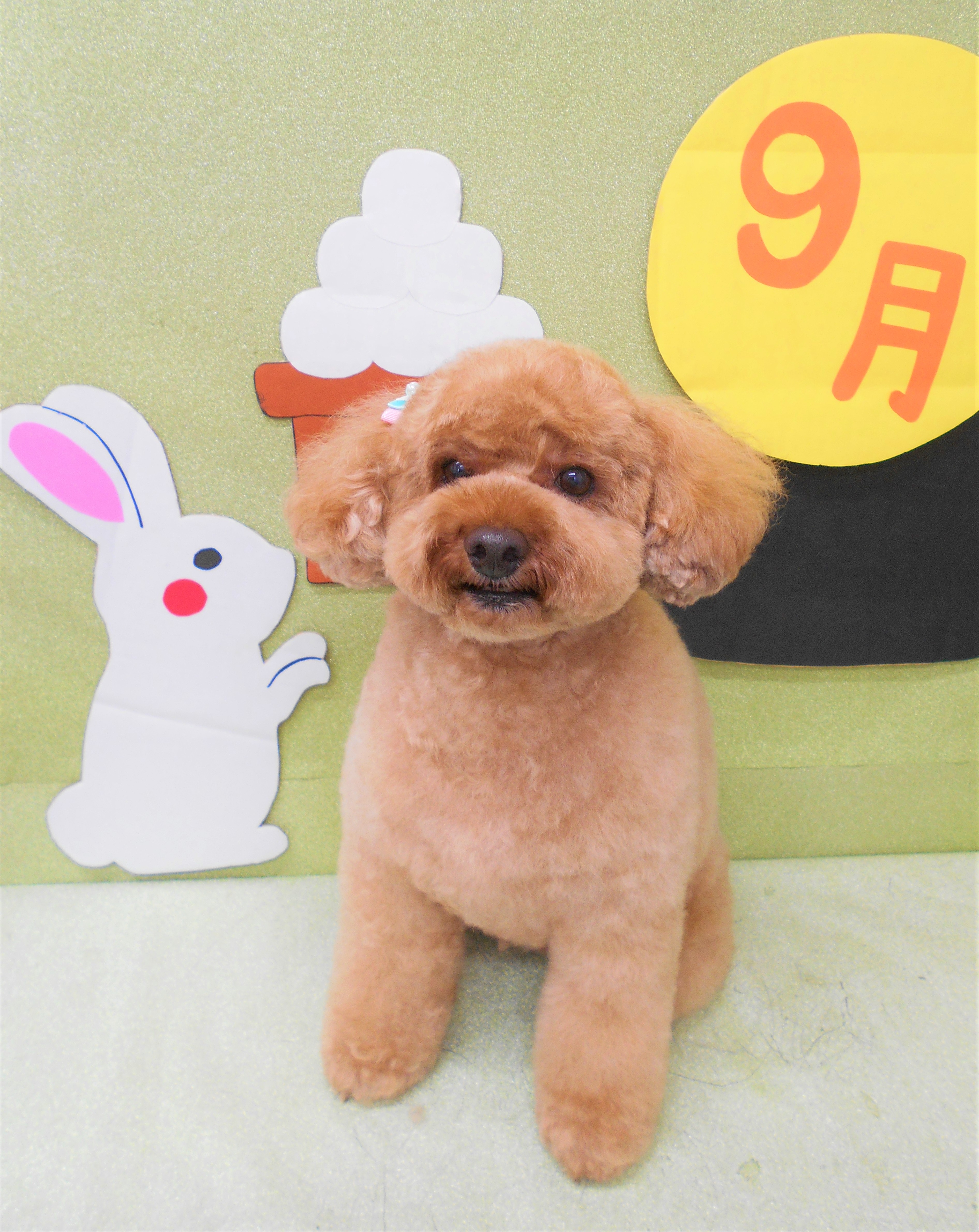 トリミングサロン シュシュどうぶつ病院からのお知らせ 2019-09-07