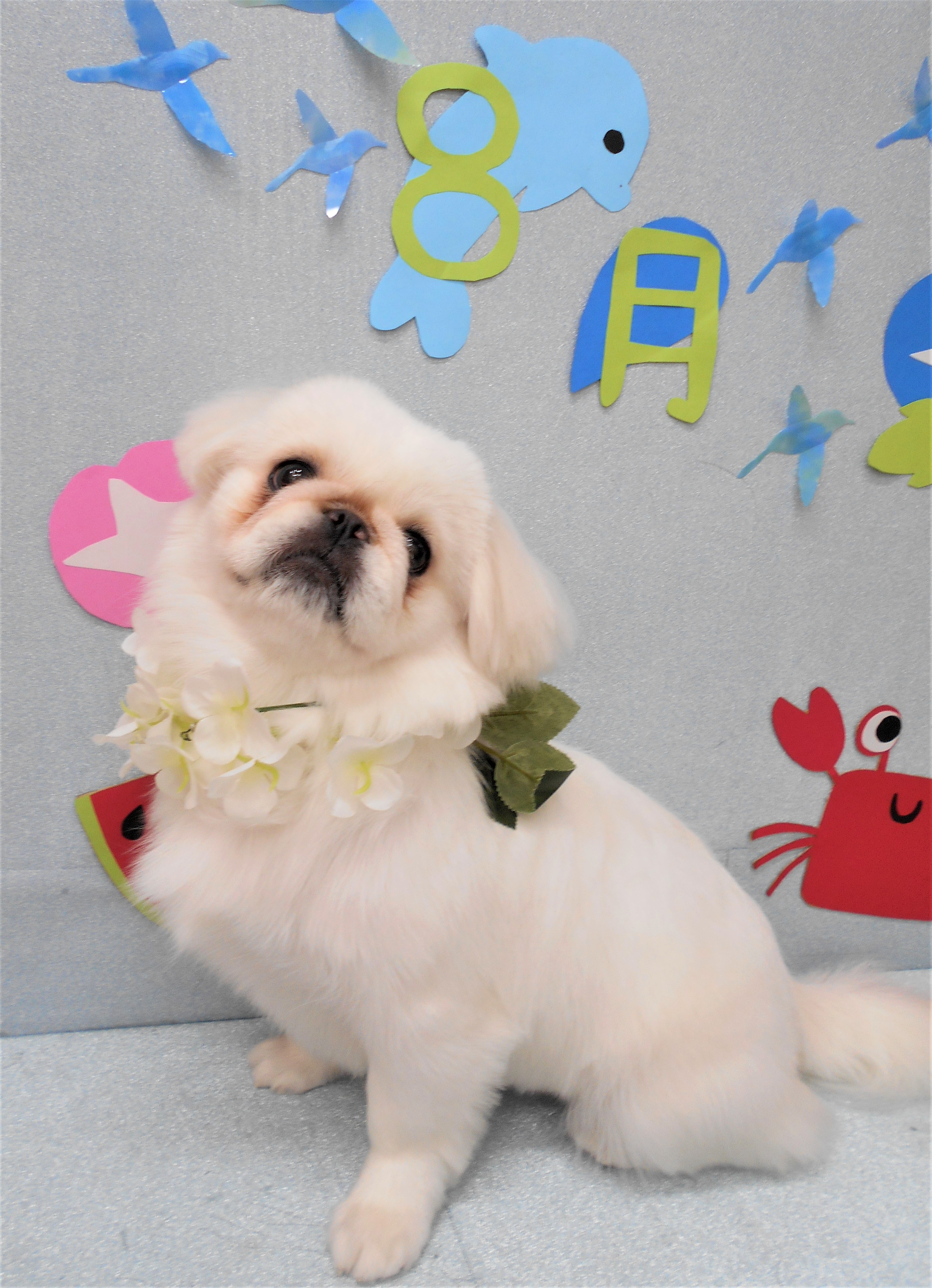 トリミングサロン シュシュどうぶつ病院からのお知らせ 2019-08-09