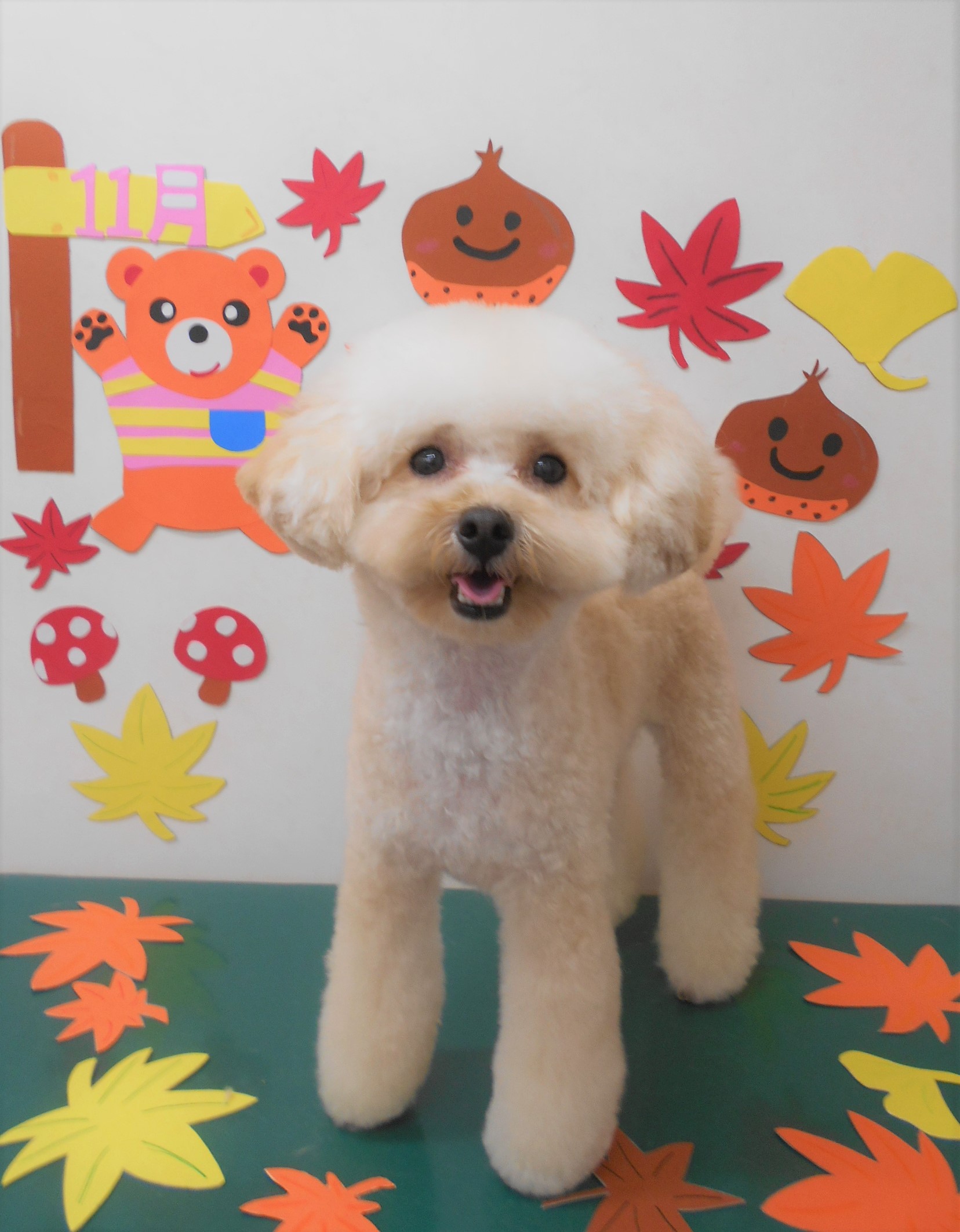 トリミングサロン シュシュどうぶつ病院からのお知らせ 2019-11-02