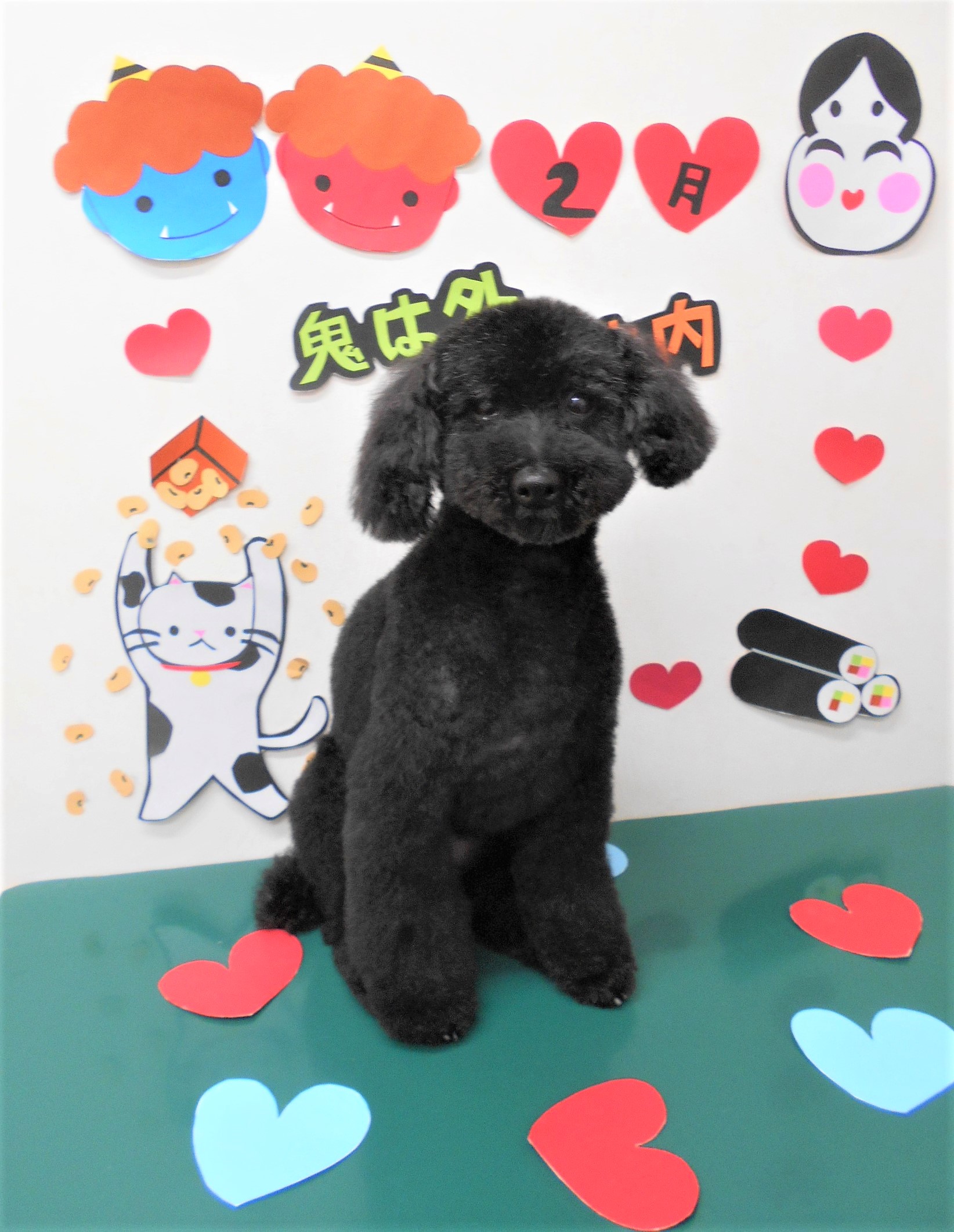 トリミングサロン シュシュどうぶつ病院からのお知らせ 2020-02-14