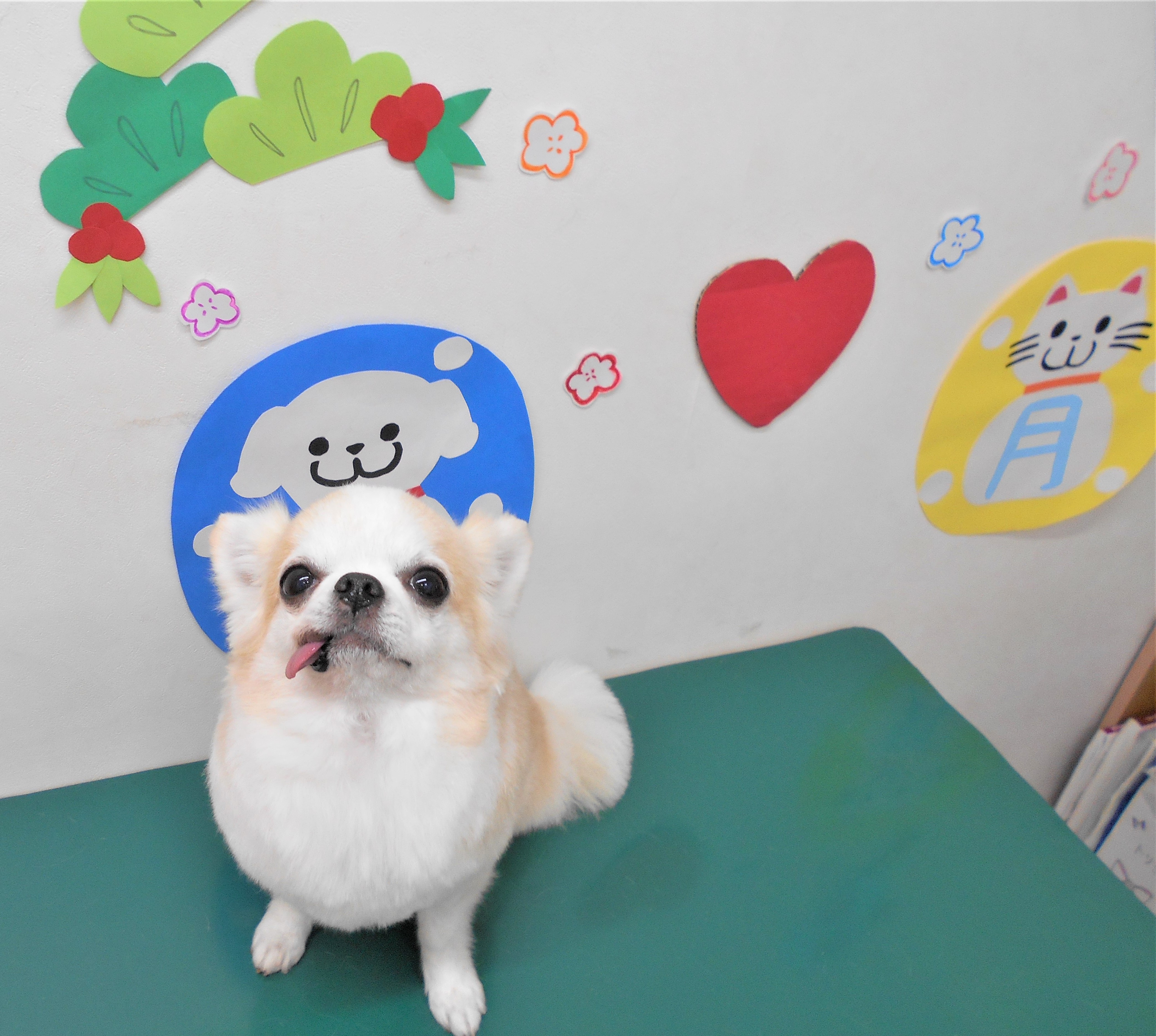 トリミングサロン シュシュどうぶつ病院からのお知らせ 2019-01-23