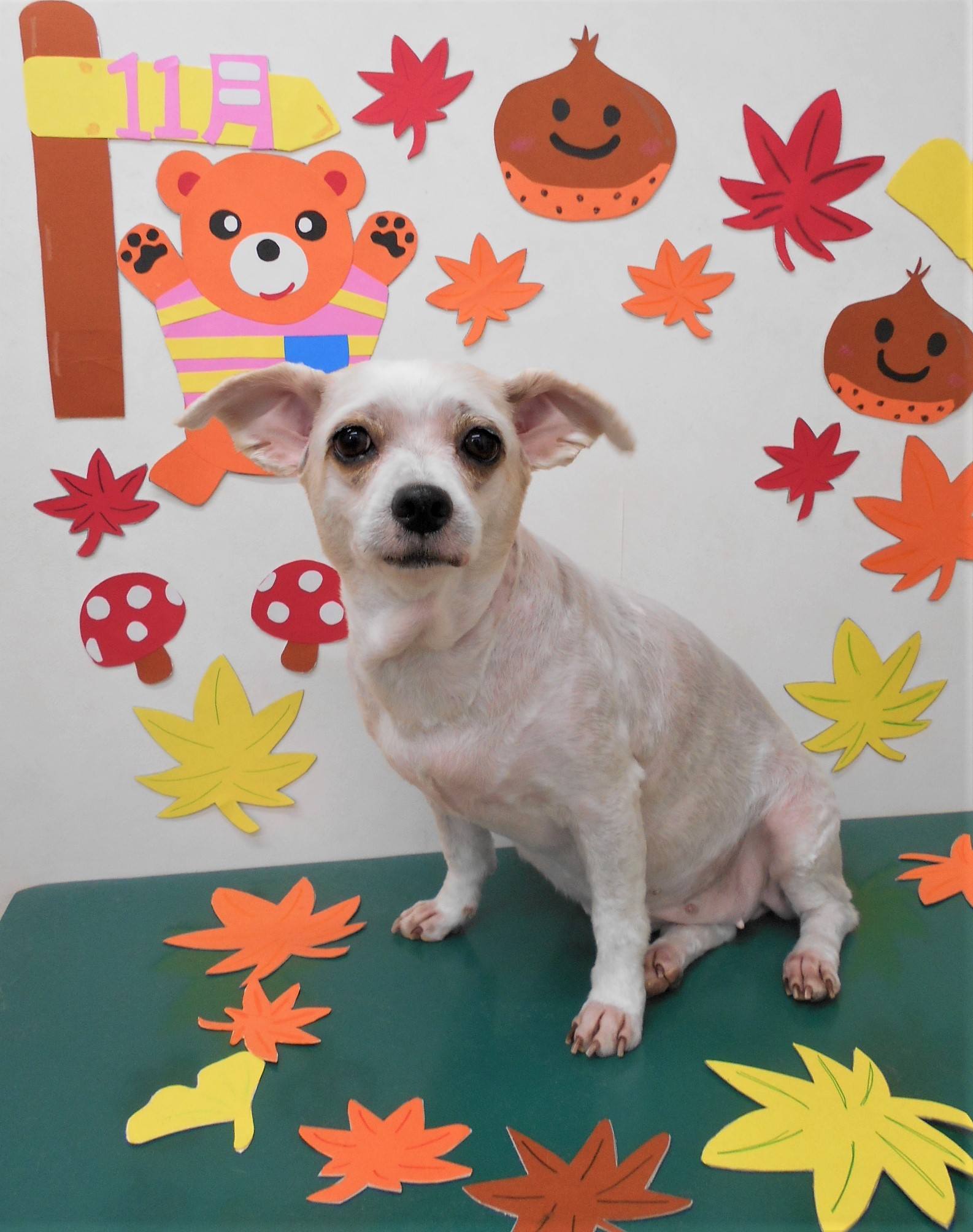 トリミングサロン シュシュどうぶつ病院からのお知らせ 2019-11-08