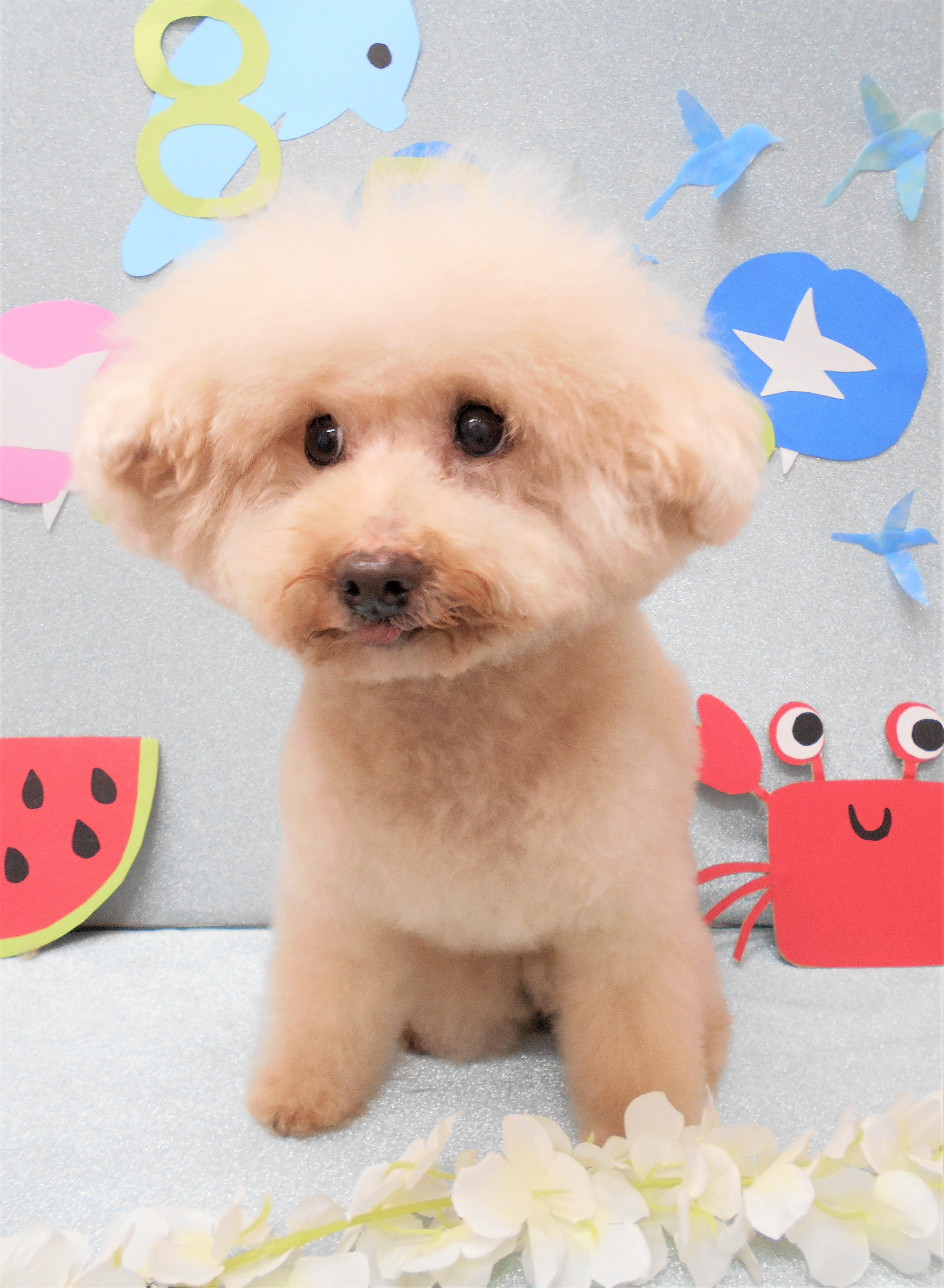 トリミングサロン シュシュどうぶつ病院からのお知らせ 2019-08-01