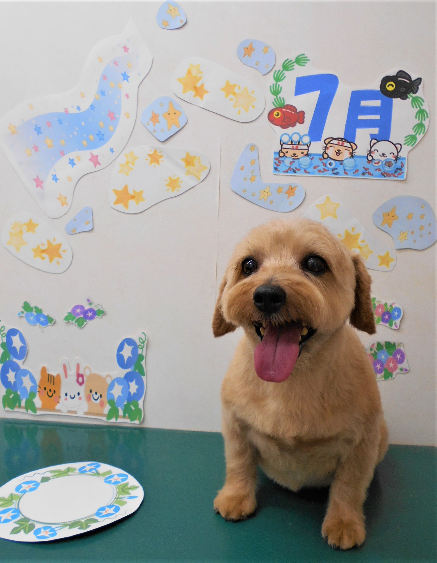 トリミングサロン シュシュどうぶつ病院からのお知らせ 2021-07-02