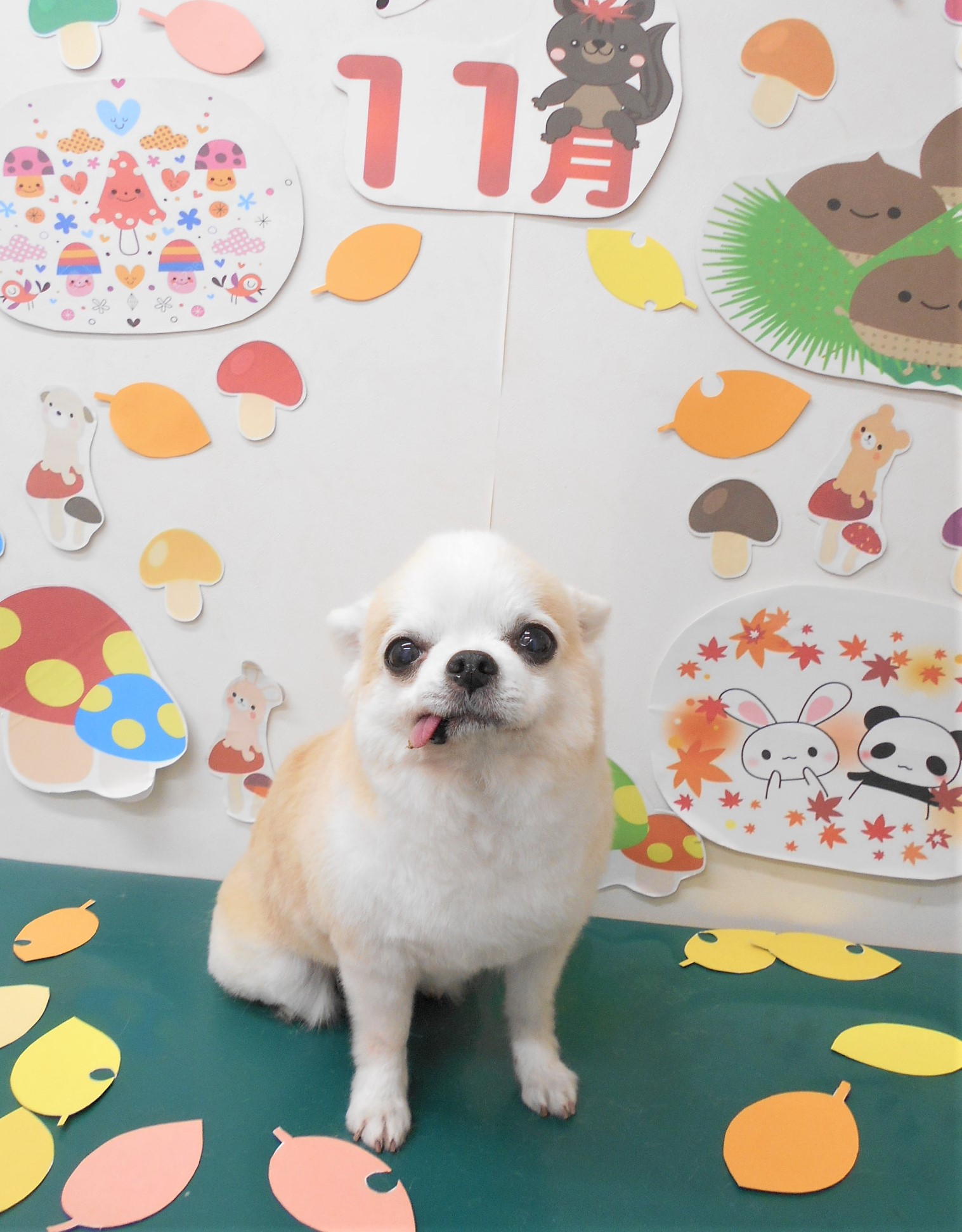 トリミングサロン シュシュどうぶつ病院からのお知らせ 2021-11-18