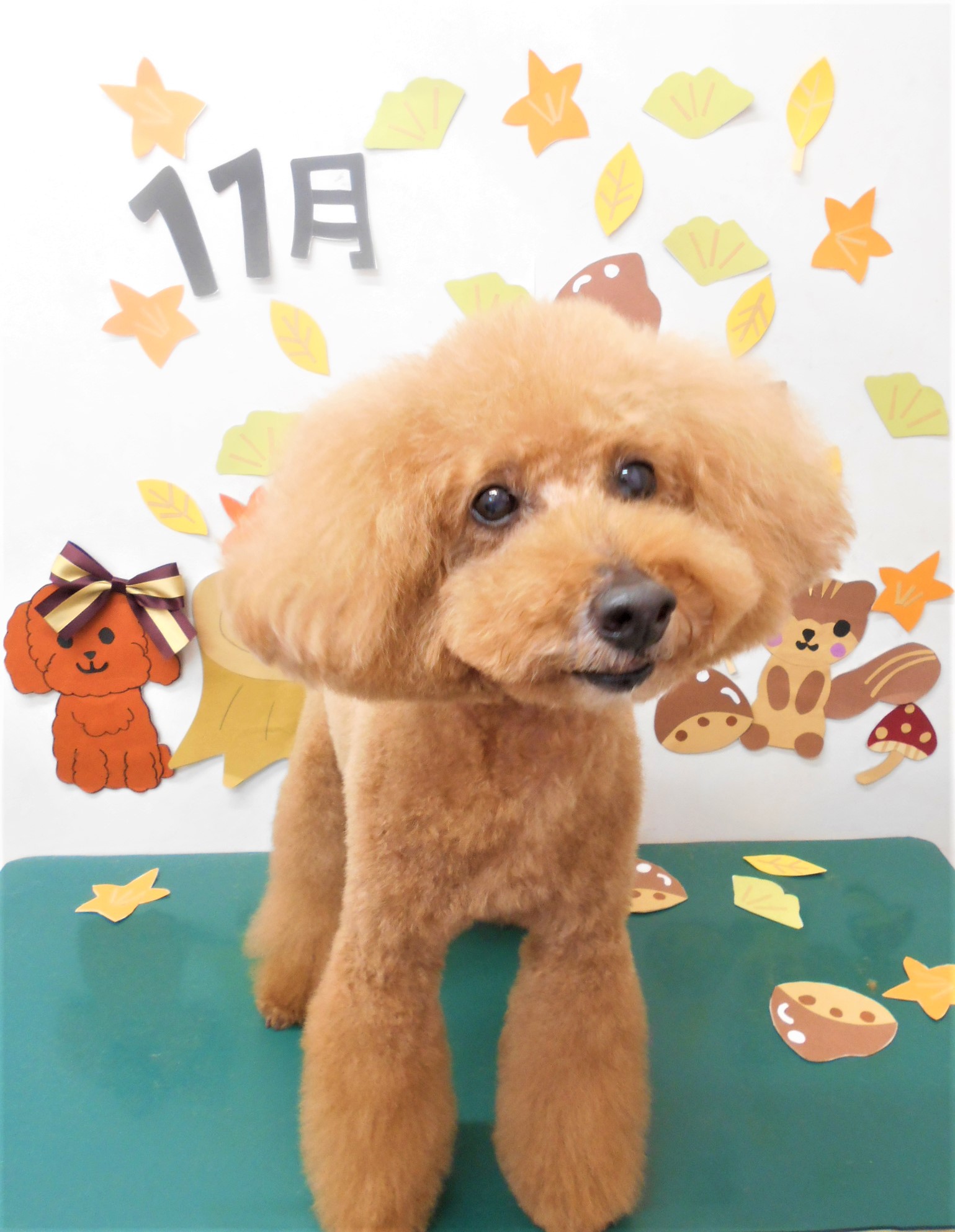 トリミングサロン シュシュどうぶつ病院からのお知らせ 2020-11-15
