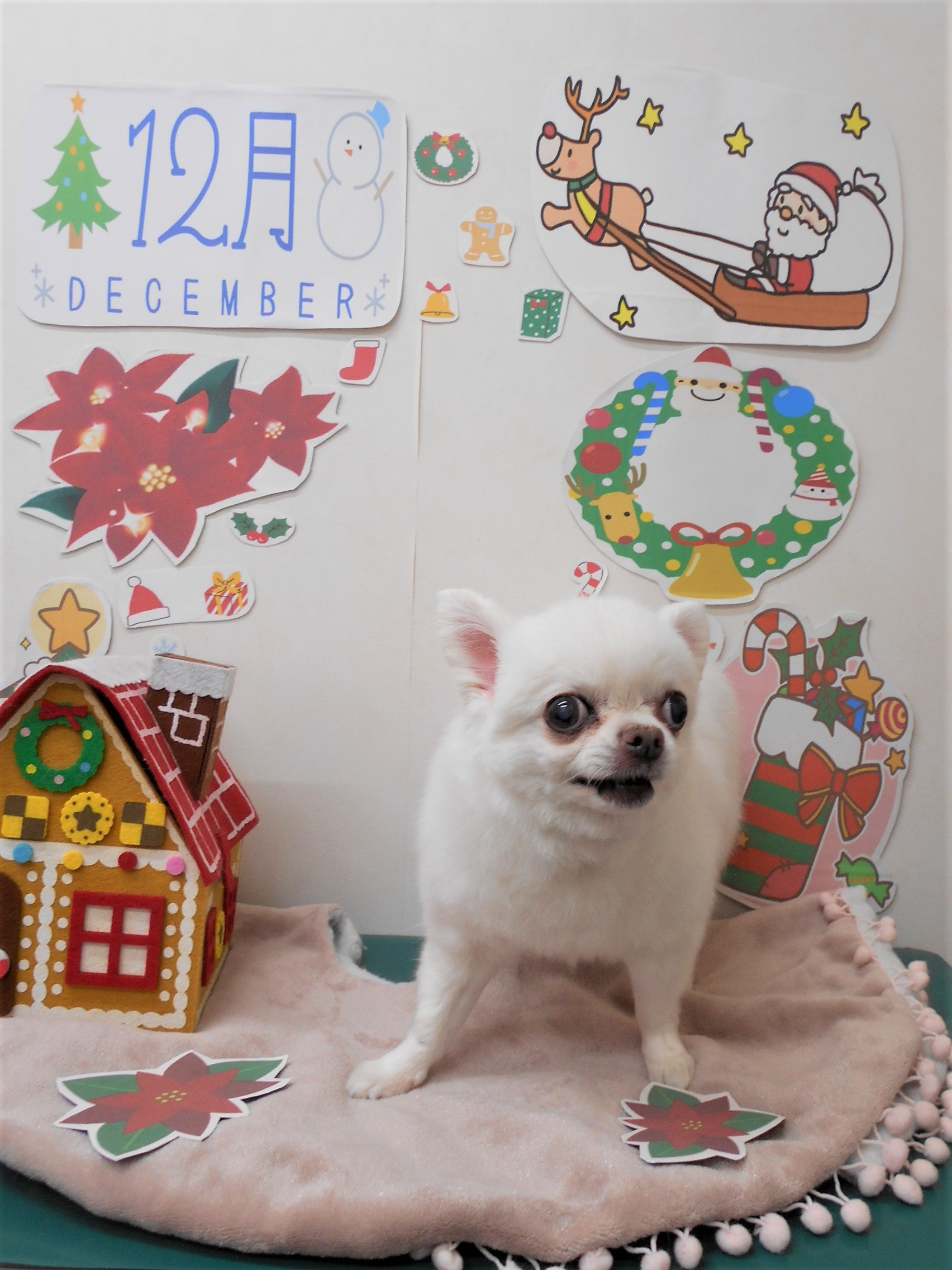 トリミングサロン シュシュどうぶつ病院からのお知らせ 2021-12-10