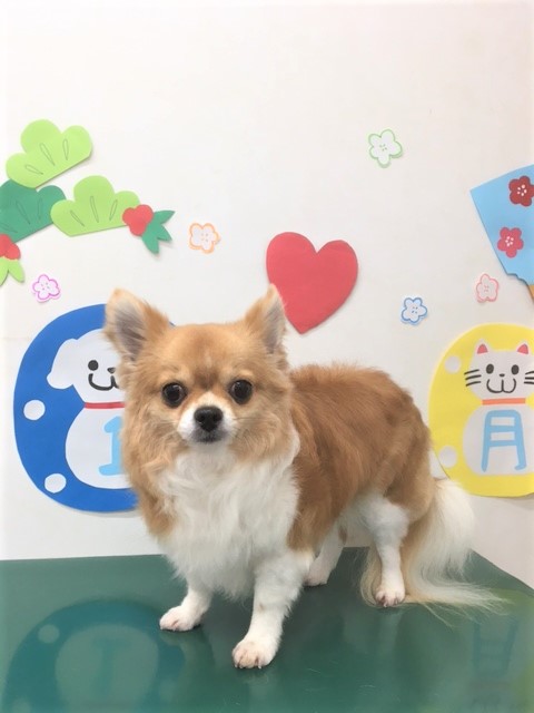 トリミングサロン シュシュどうぶつ病院からのお知らせ 2019-01-15