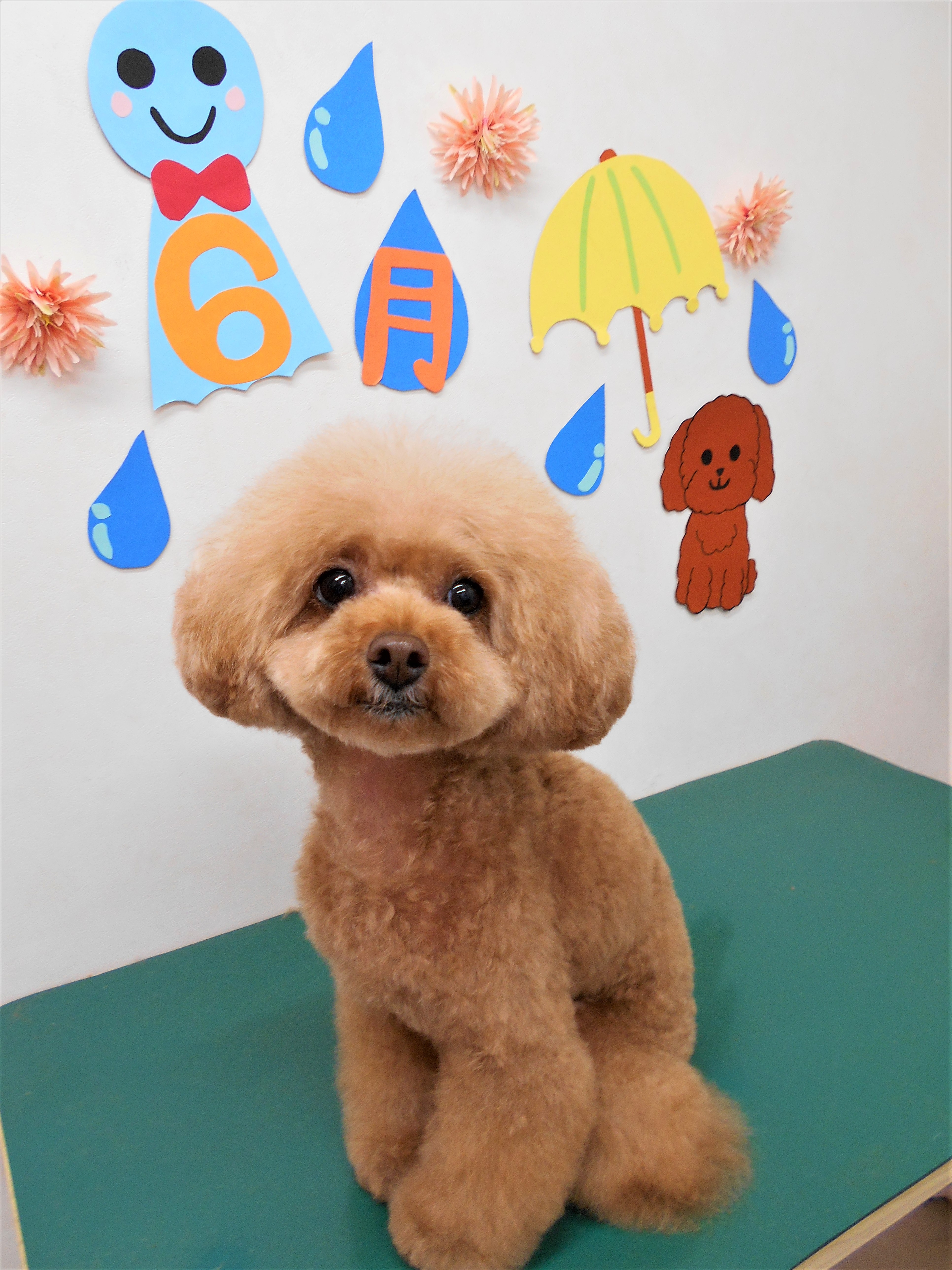 トリミングサロン シュシュどうぶつ病院からのお知らせ 2019-06-22