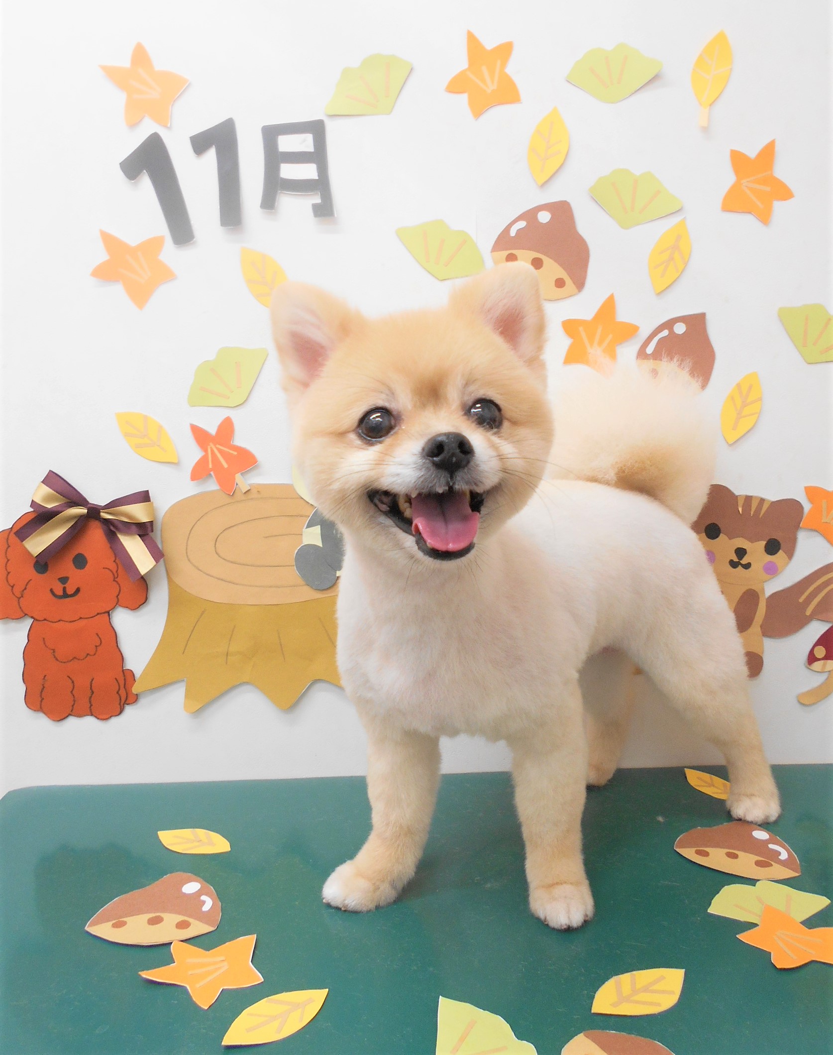 トリミングサロン シュシュどうぶつ病院からのお知らせ 2020-11-13