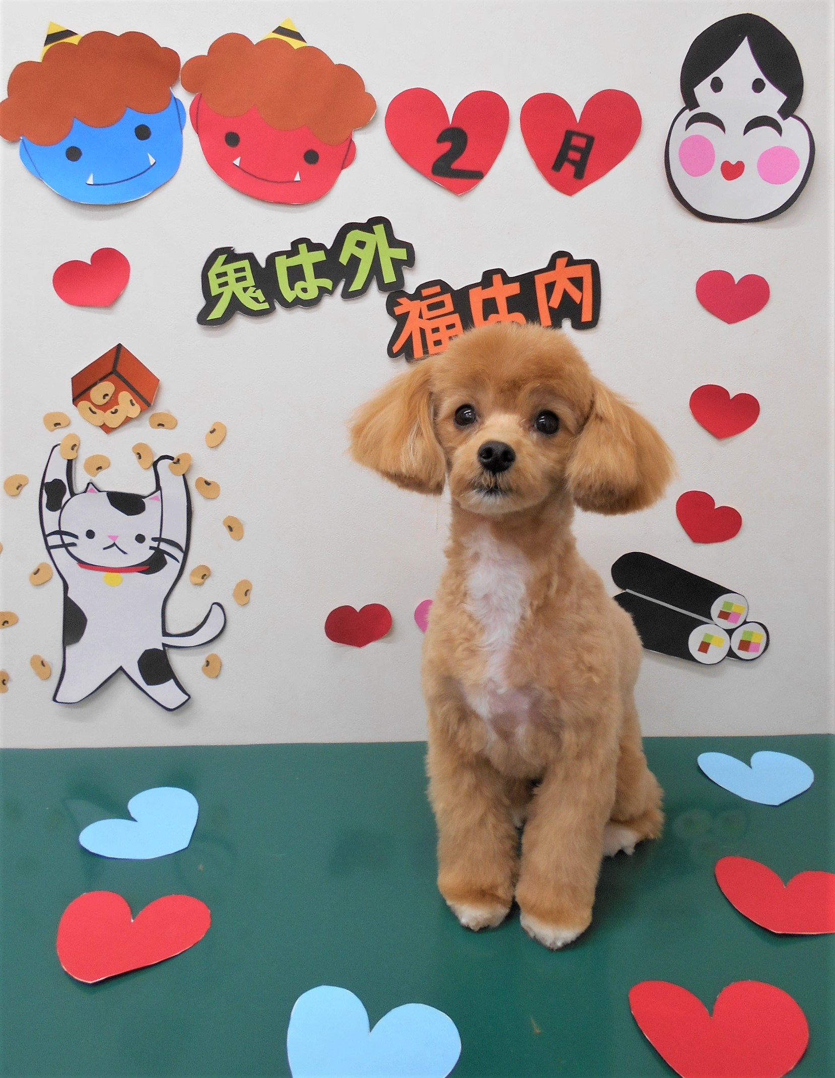 トリミングサロン シュシュどうぶつ病院からのお知らせ 2020-02-11
