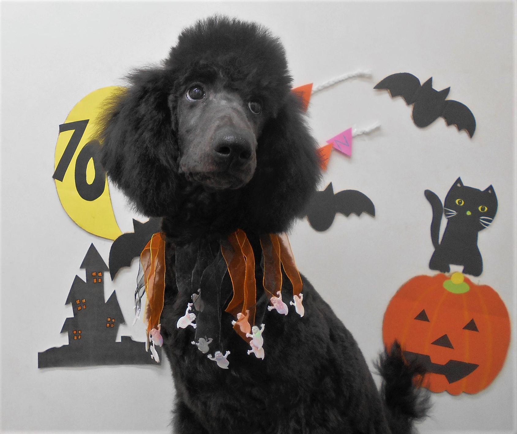トリミングサロン シュシュどうぶつ病院からのお知らせ 2019-10-29