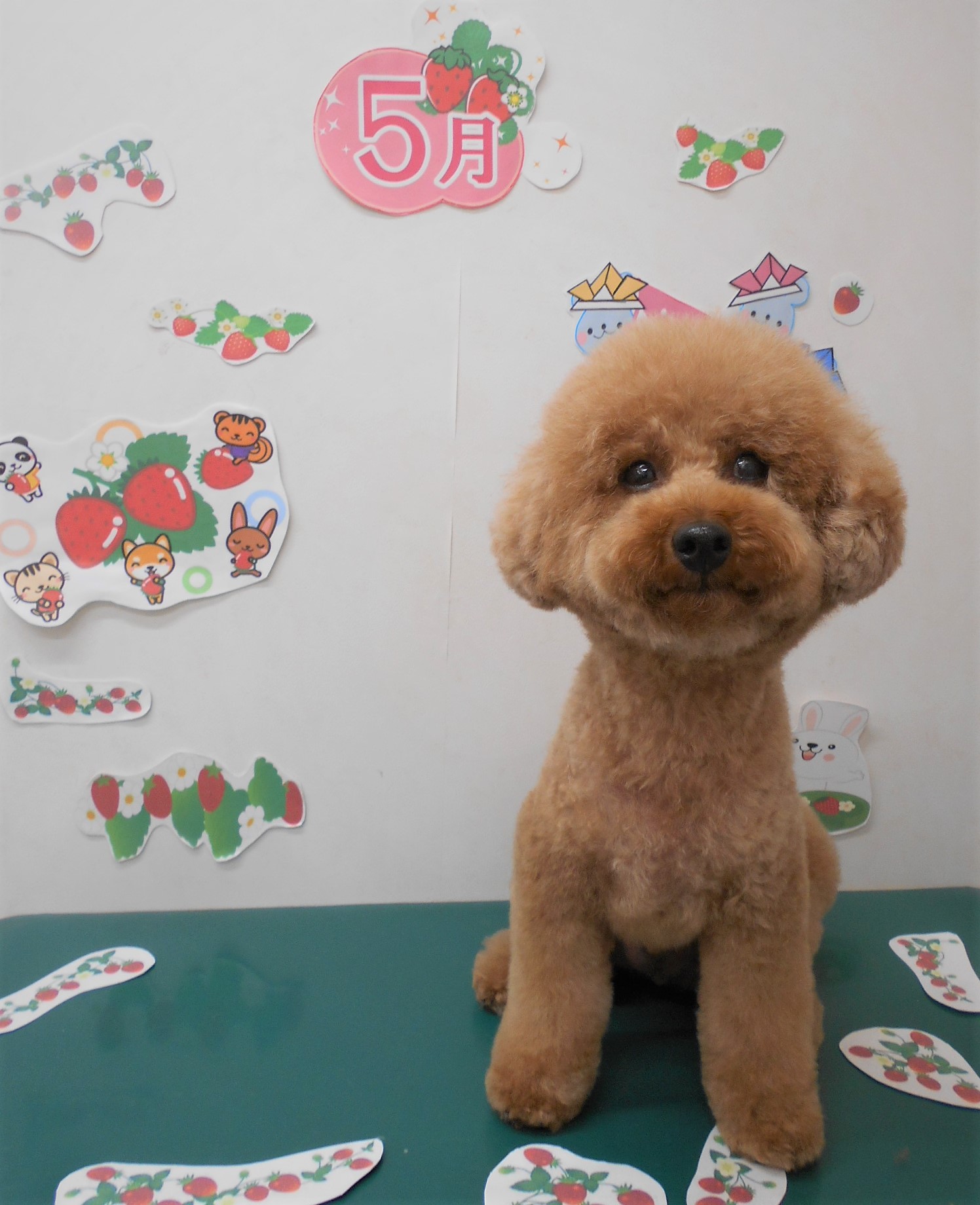 トリミングサロン シュシュどうぶつ病院からのお知らせ 2021-05-19
