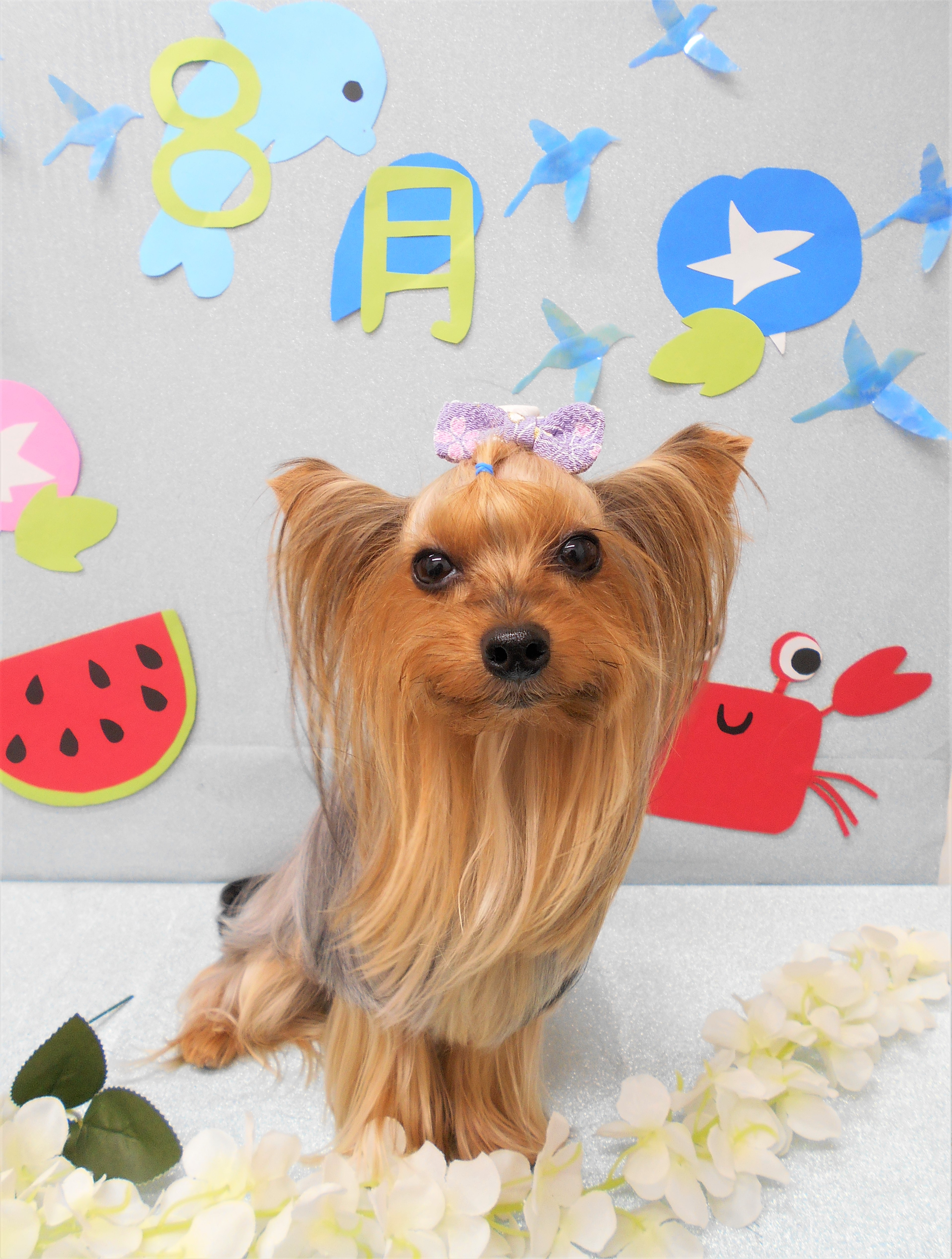 トリミングサロン シュシュどうぶつ病院からのお知らせ 2019-08-09