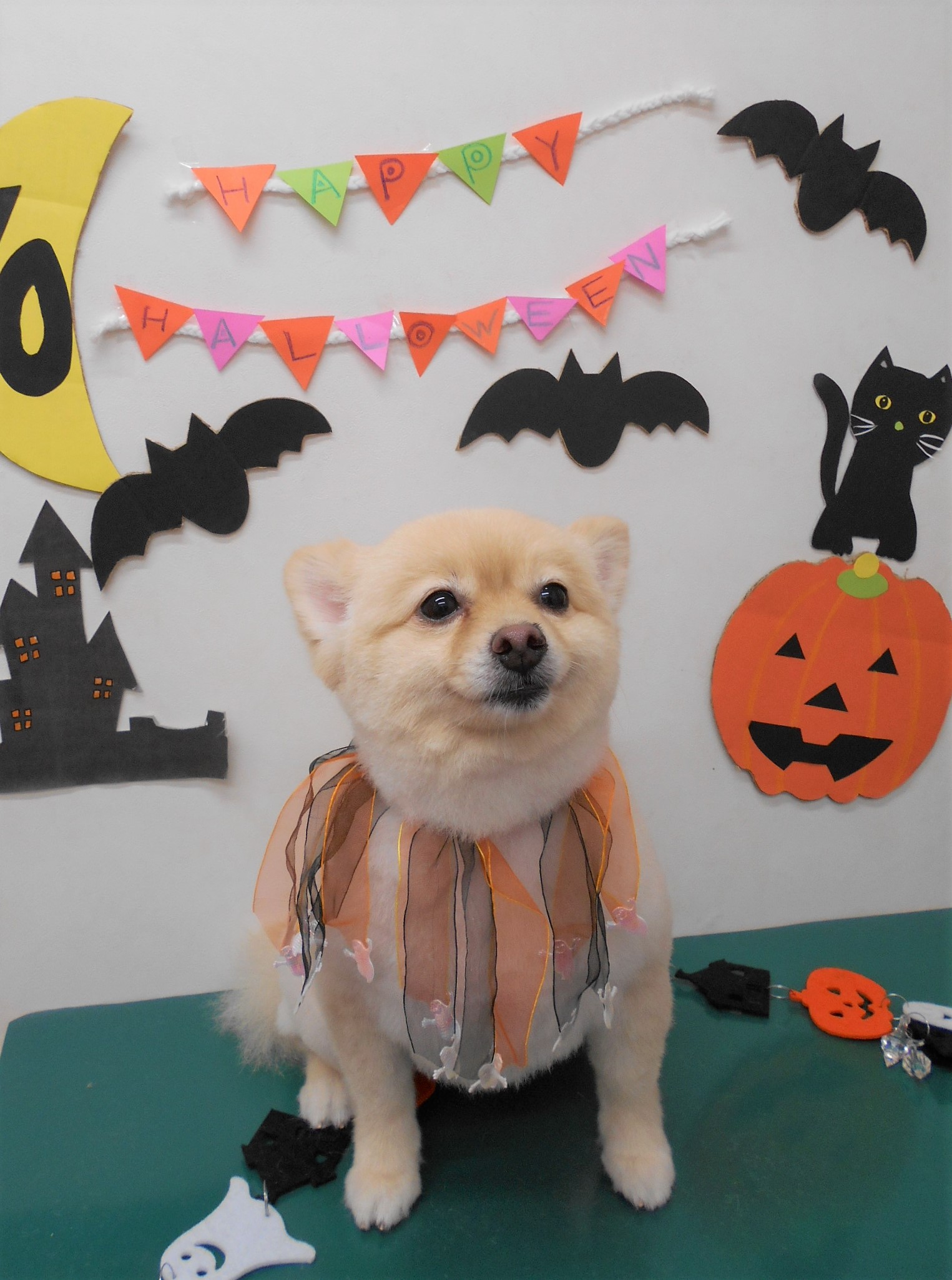 トリミングサロン シュシュどうぶつ病院からのお知らせ 2019-10-24