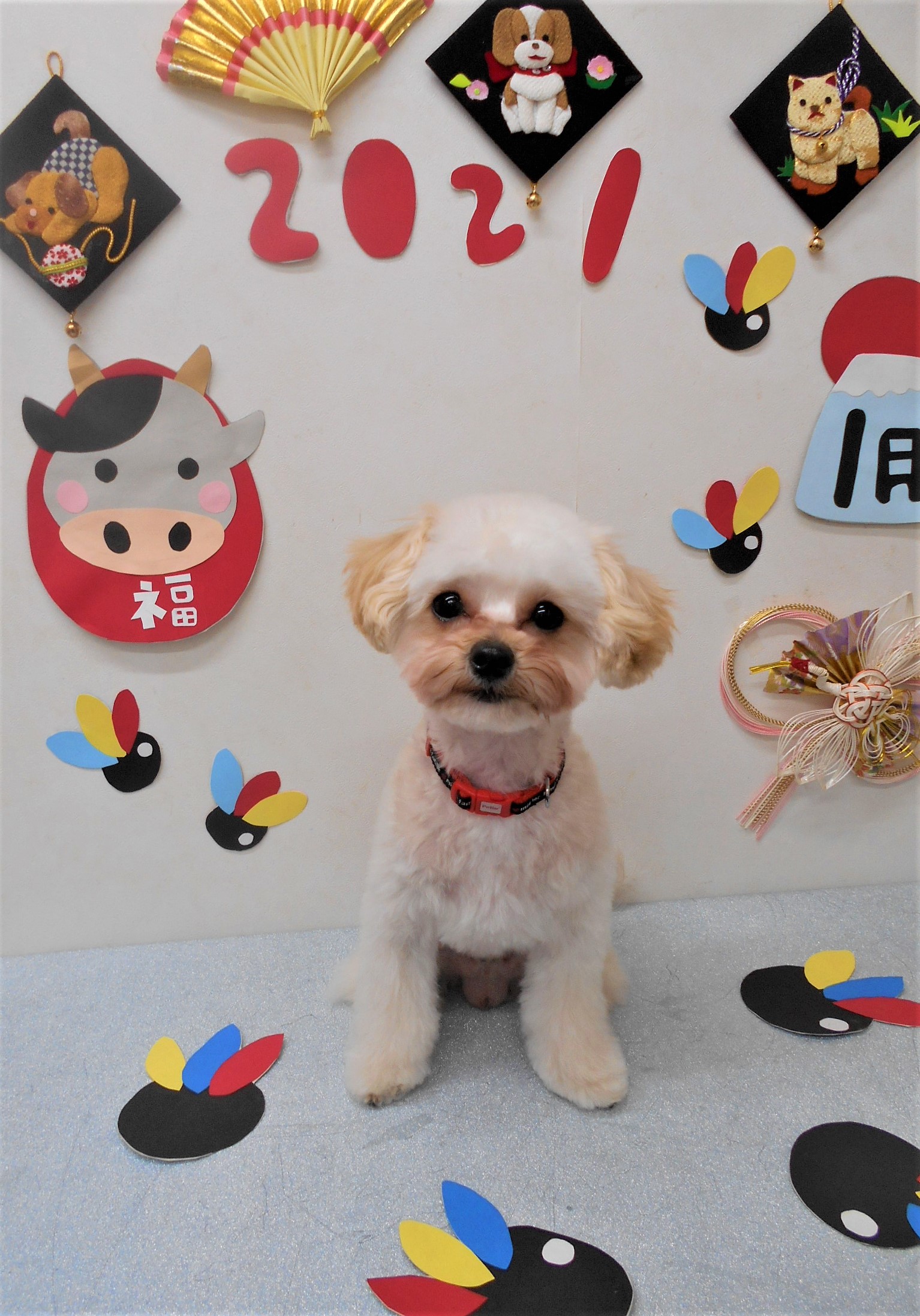 トリミングサロン シュシュどうぶつ病院からのお知らせ 2021-01-10